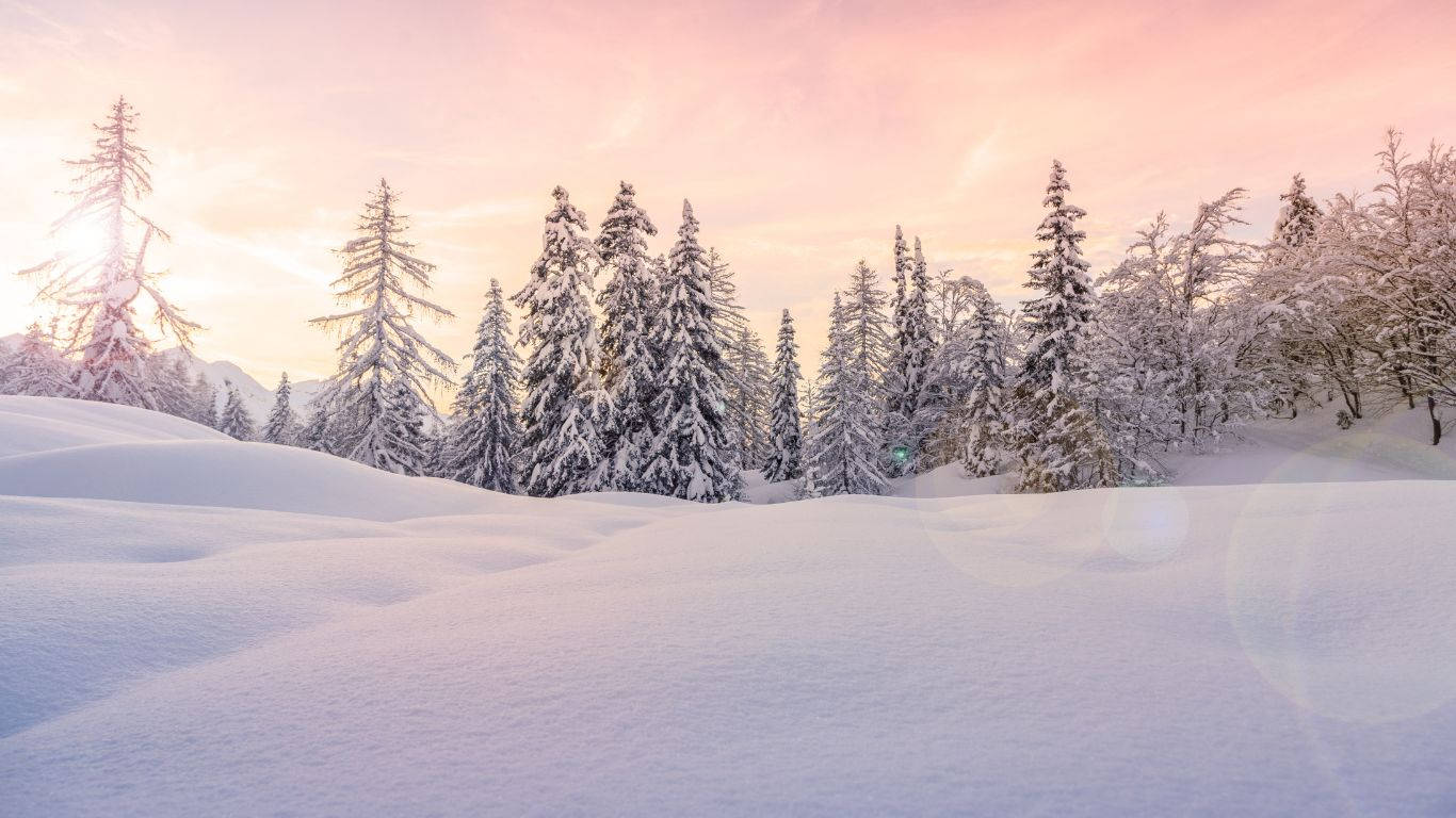 日出時分，柔和粉紅與金色天空下的雪松林