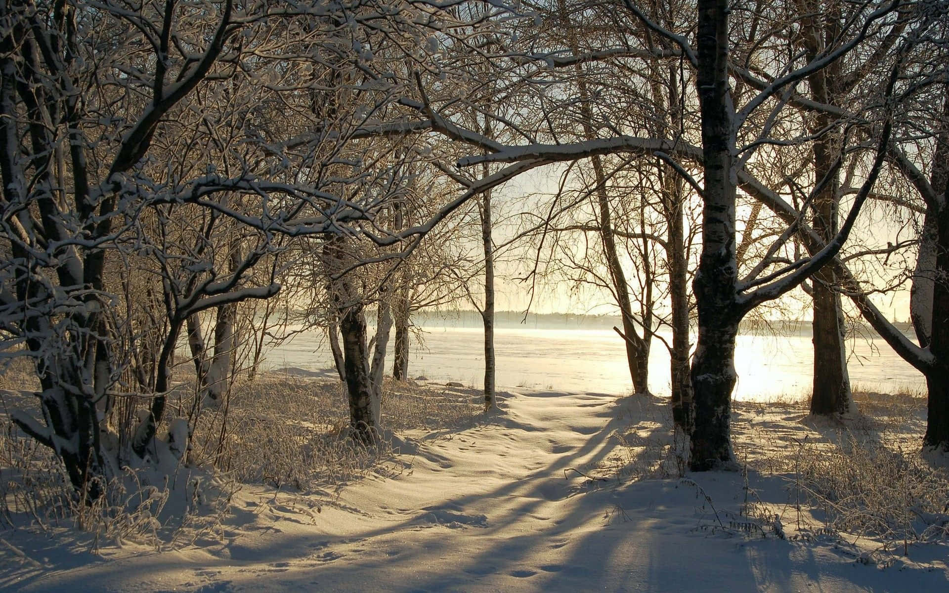 雪覆樹林的寧靜風景 壁紙 — 陽光穿過覆蓋著雪的光禿樹木，在結冰的小徑上投下長長的影子，通往霧濛濛的冬季湖泊。