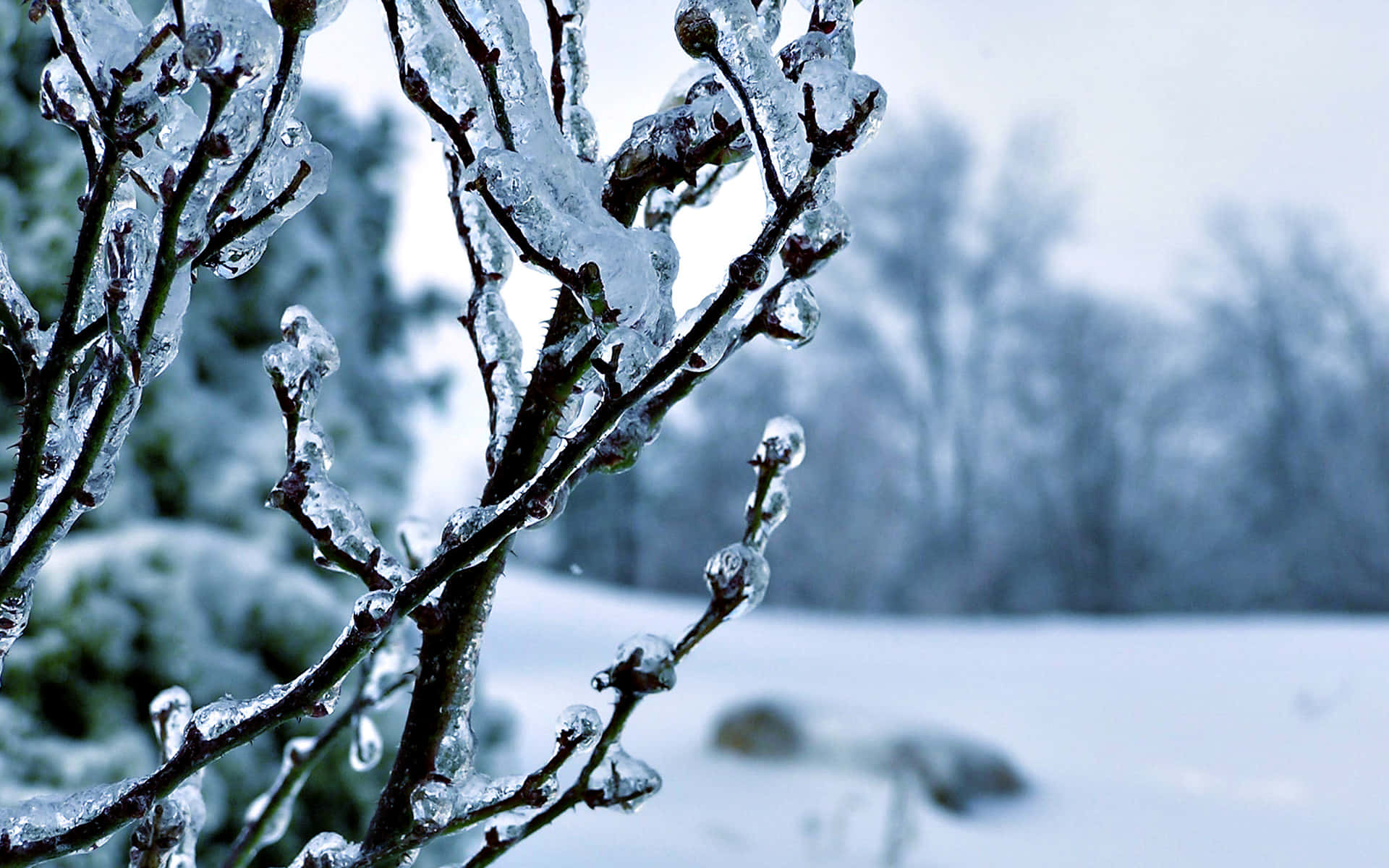 白雪皚皚的冬季景觀中覆蓋著冰的冰凍樹枝