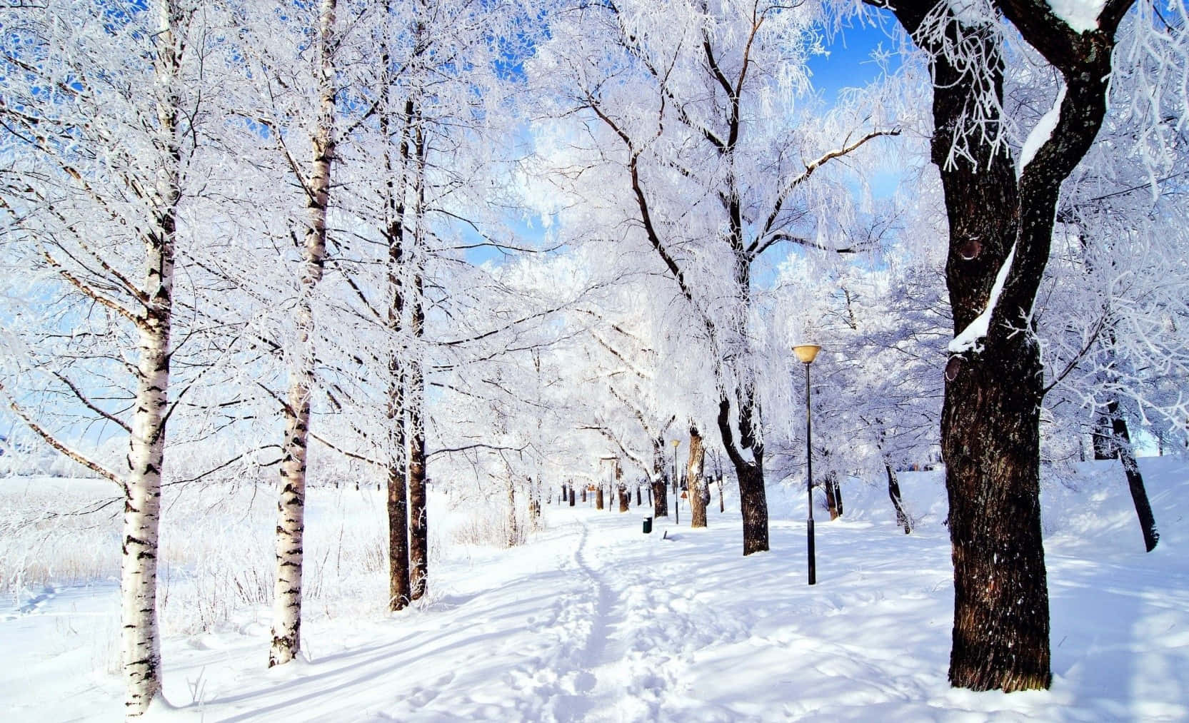 積雪的小徑兩旁是覆蓋著霜的白樺樹，天空清澈湛藍。