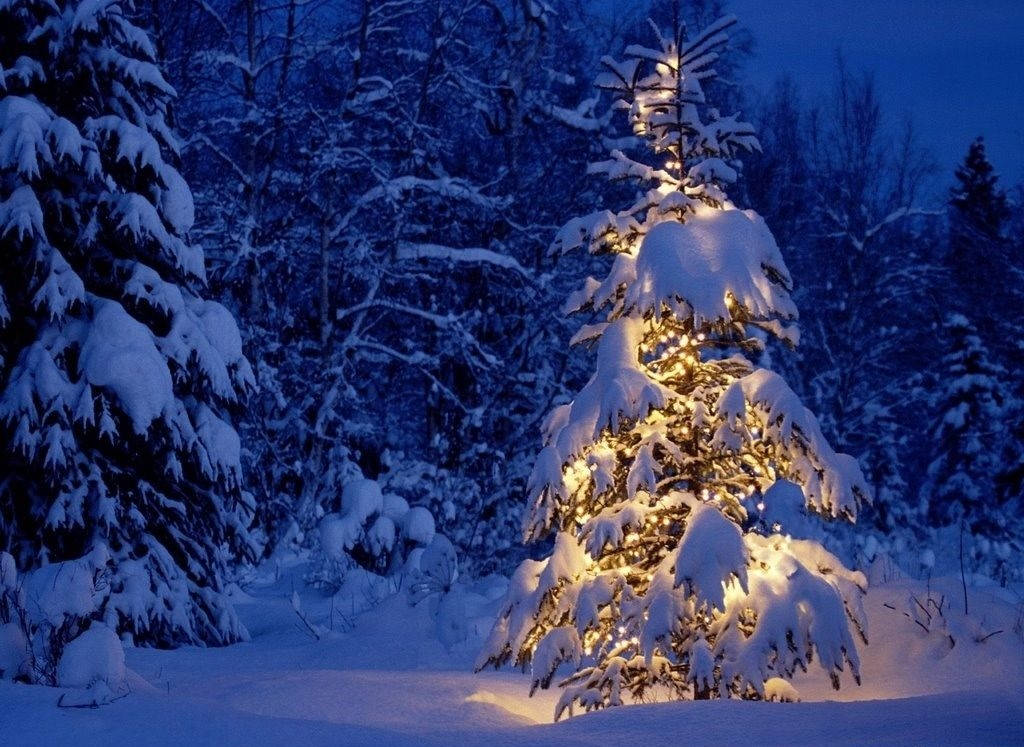 被雪覆蓋的松樹在冬季森林中夜間被溫暖的燈光照亮。