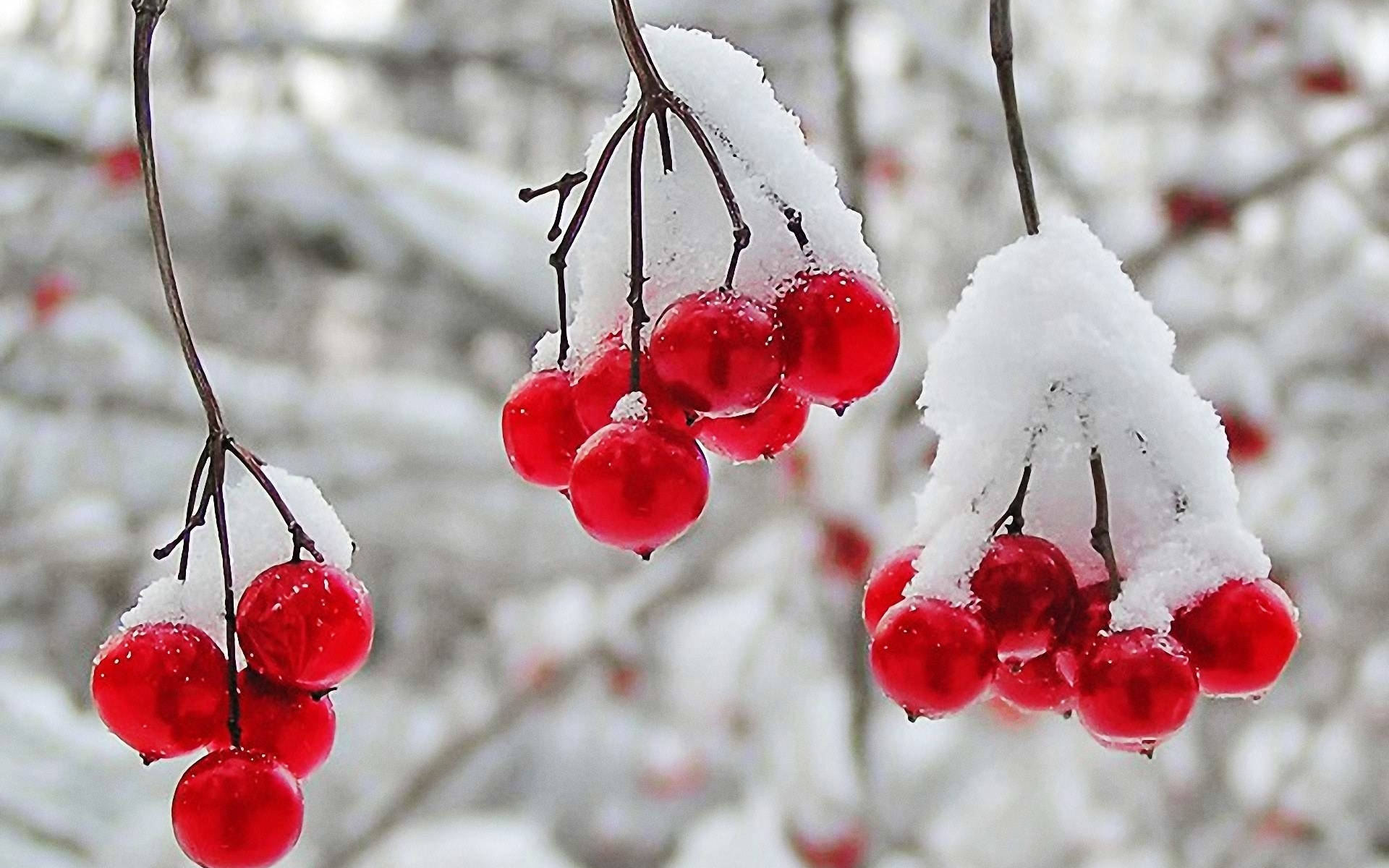 雪覆蔓越莓 壁紙 — 鮮紅的漿果在光禿禿的樹枝上沾著新雪，在清晰的冬日場景中閃閃發光。