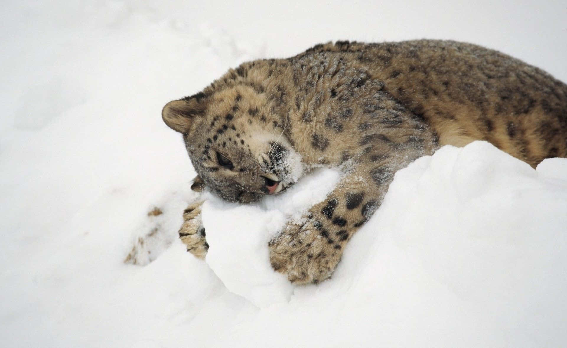 Winter Animal 桌布 壁紙 — 雪豹在深雪中安詳地休息，頭部埋在雪堆裡。