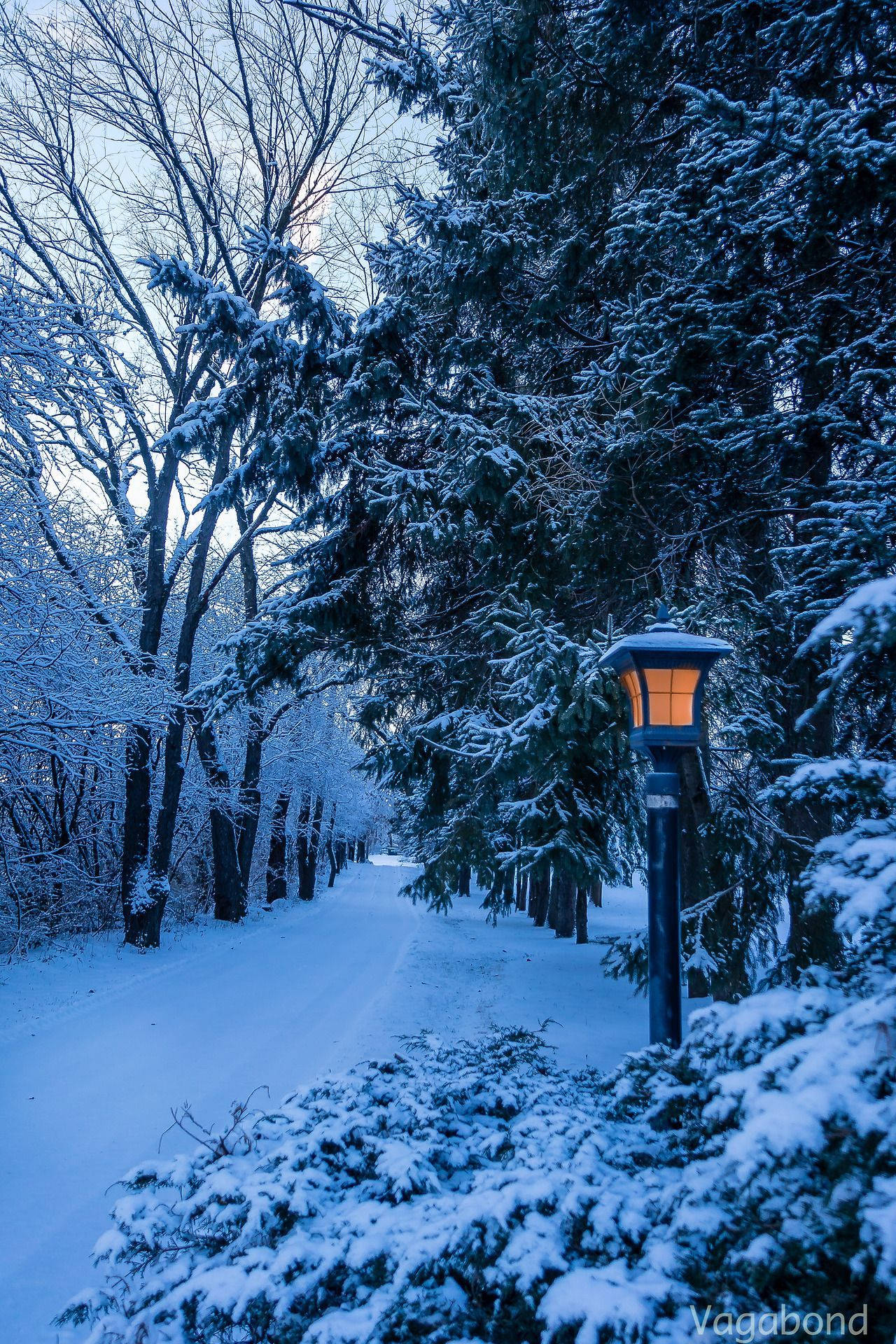 在黃昏時，常綠樹間一盞發光的燈籠照亮了白雪覆蓋的冬季小徑。