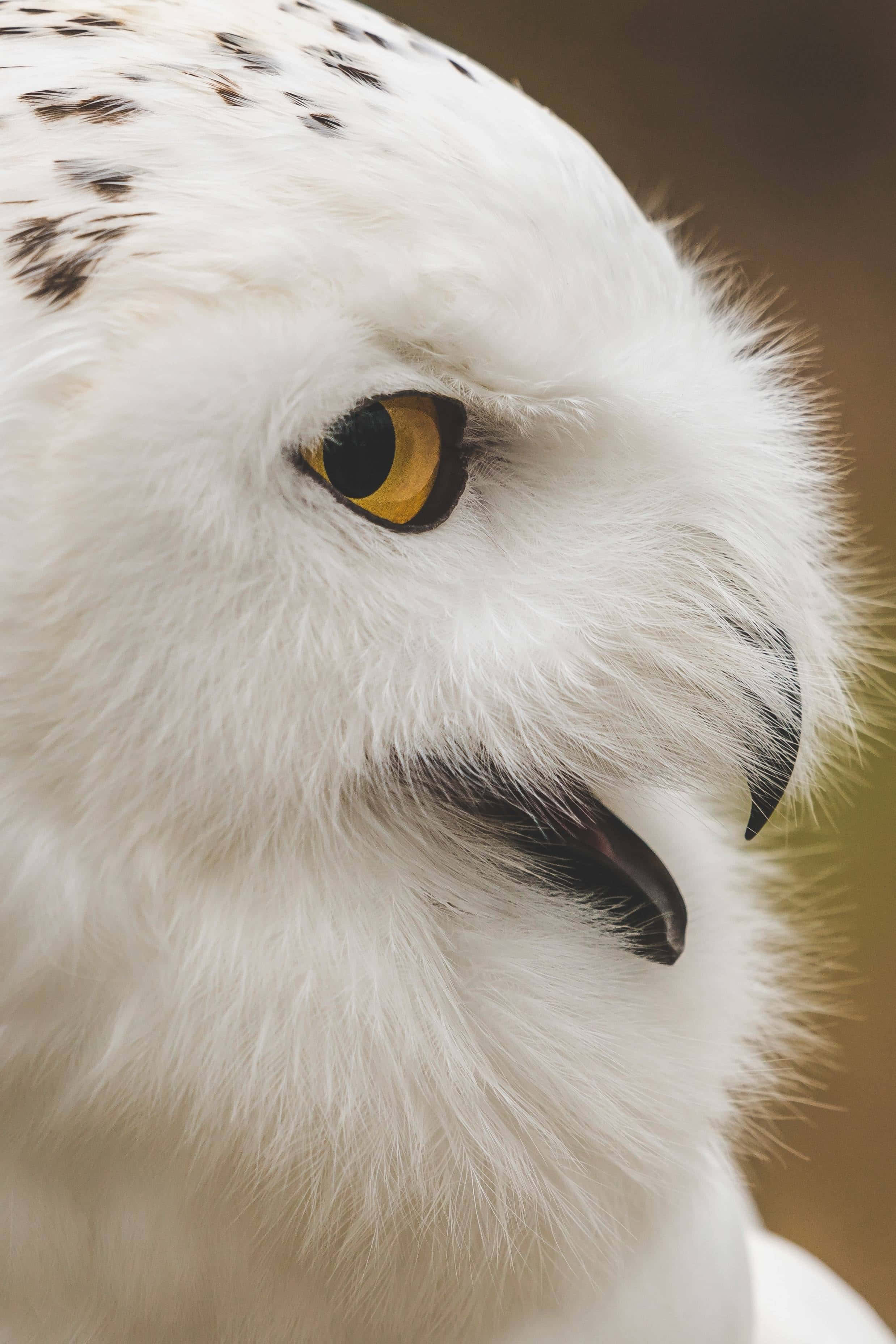 Snowy Owl 桌布 壁紙 — 雪鴞強烈的黃色眼睛和鋒利的黑色喙部特寫，背景是柔軟的白色羽毛。