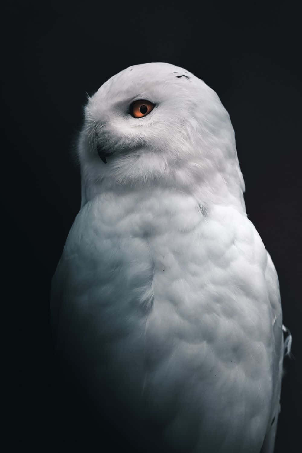 Snowy Owl 桌布 壁紙 — 雪鴞的特寫，銳利的橙色眼睛，背景是純黑色。