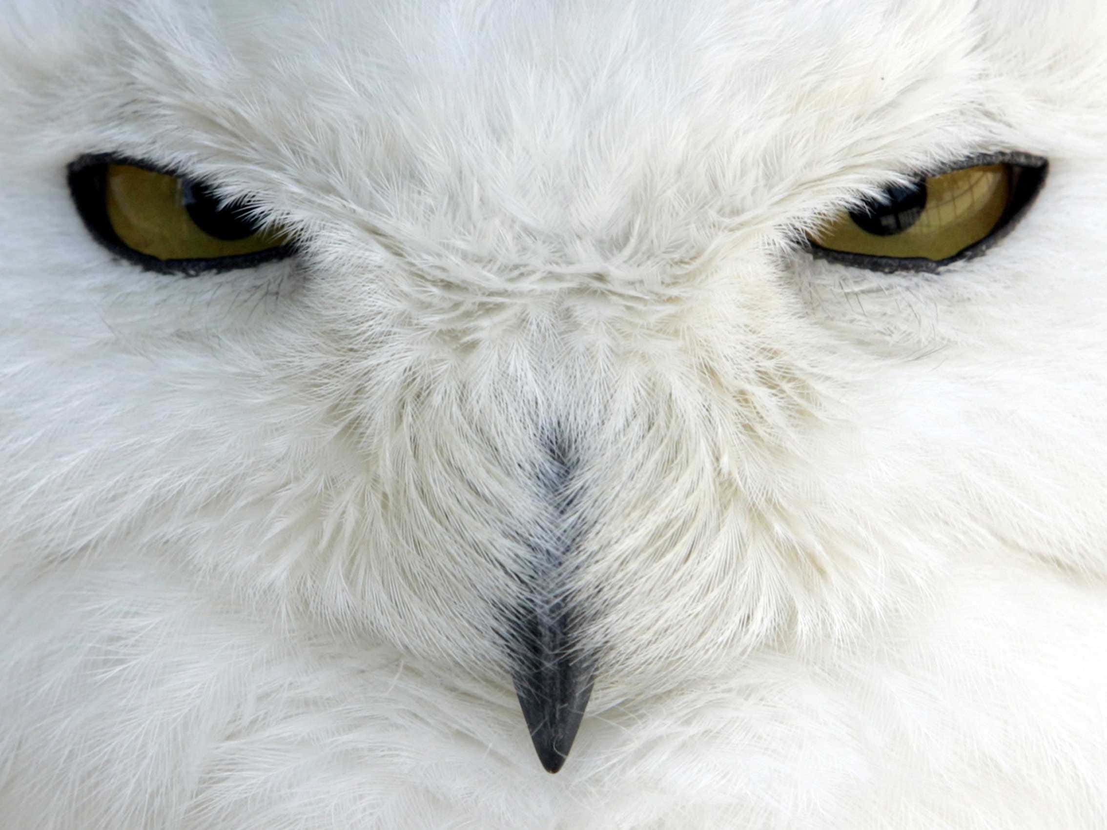 Snowy Owl 桌布 壁紙 — 雪鴞銳利的黃色眼睛和鋒利的黑色喙部，在蓬鬆白色羽毛襯托下的強烈特寫。