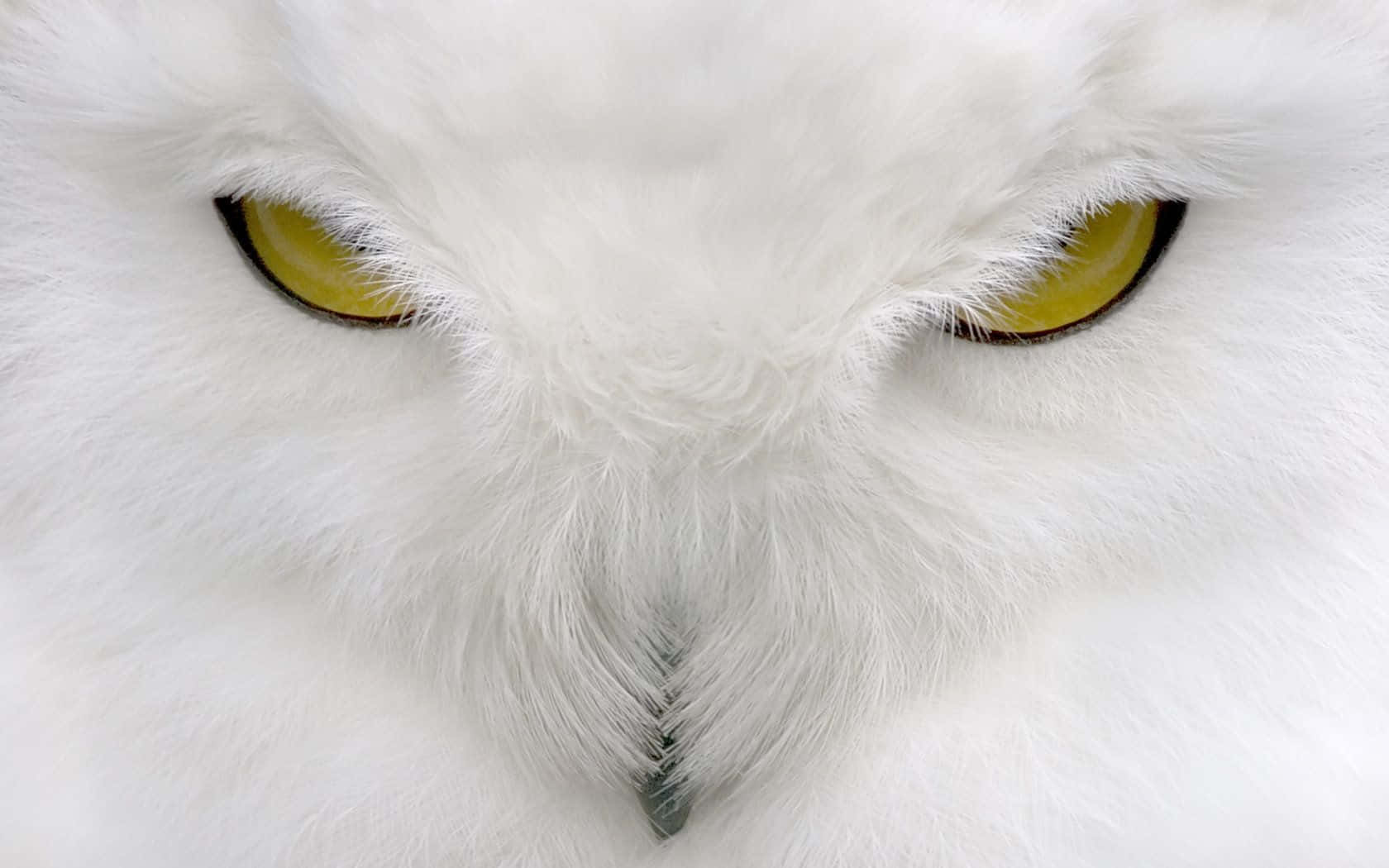Snowy Owl 桌布 壁紙 — 雪鴞銳利黃眼睛的強烈特寫，被柔軟的白色羽毛包圍。