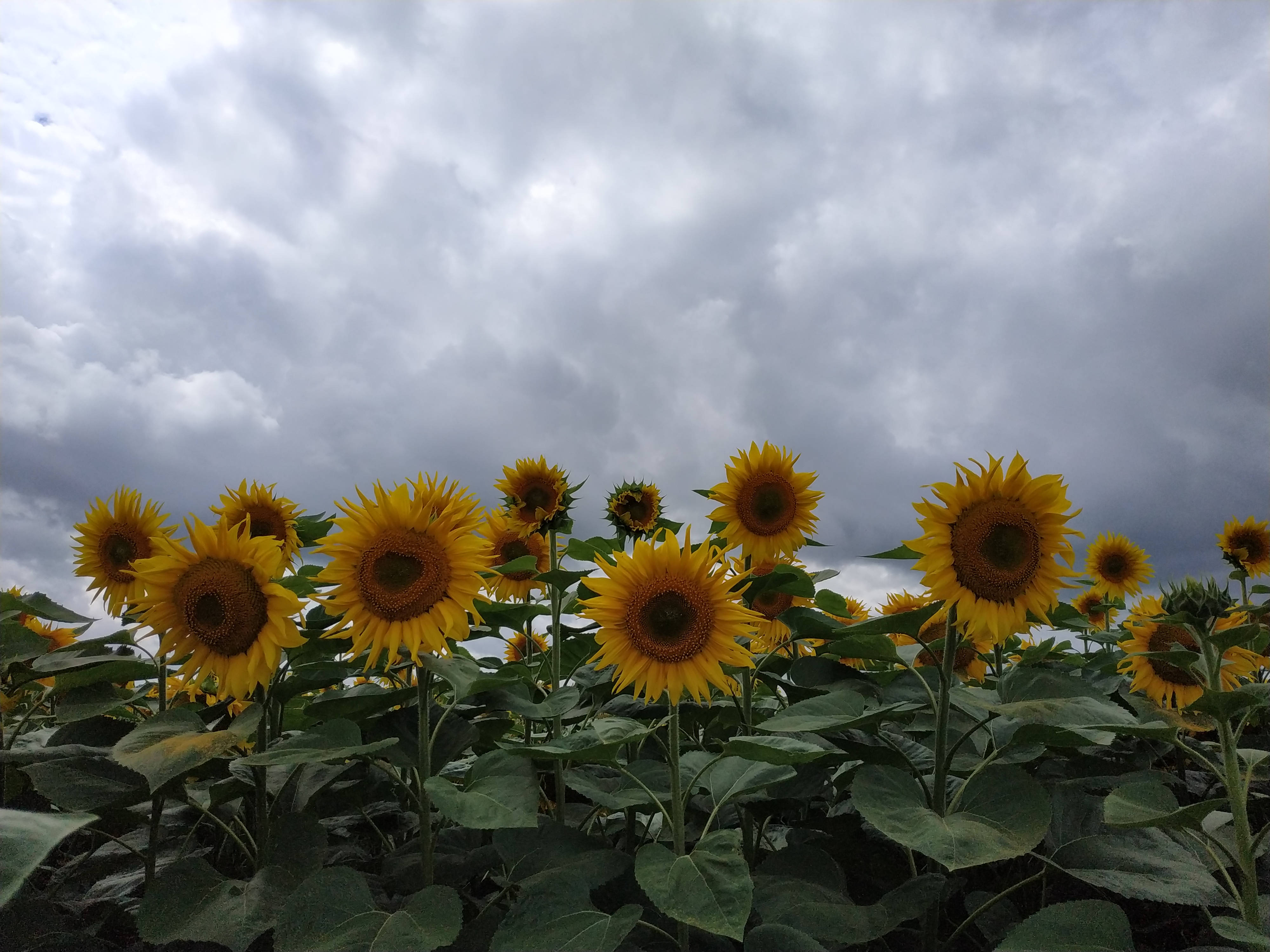 雲下優雅向日葵風情 壁紙 — 鮮豔的向日葵在茂盛的田野中，高聳於戲劇性的多雲天空下。