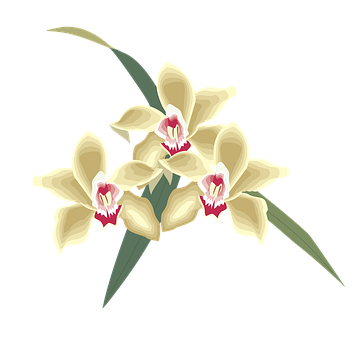 雲呢拿忌廉蘭花插畫 壁紙