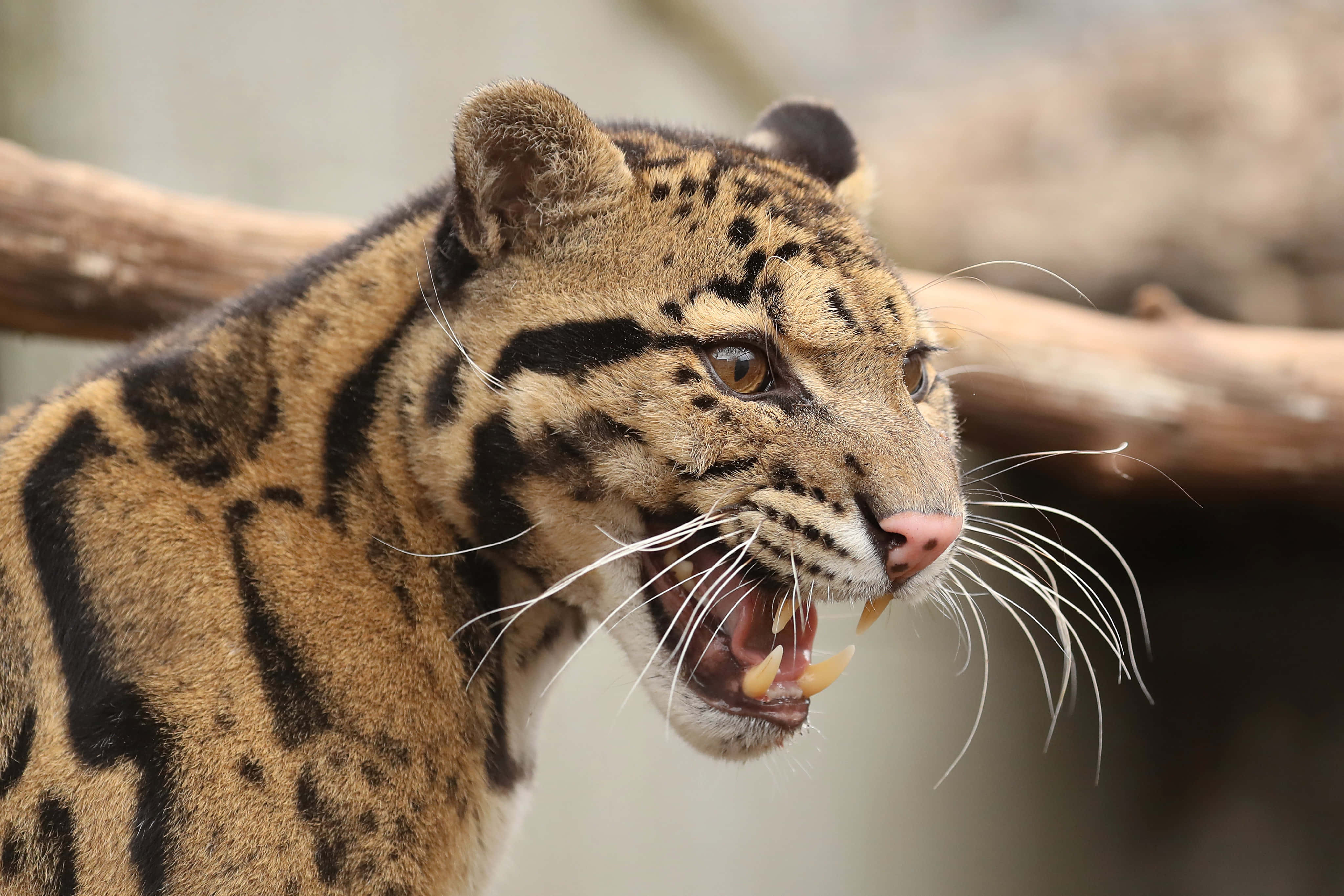 Beautiful Wildlife 桌布 壁紙 — 雲豹嘅特寫，露出牙齒，眼神凌厲，喺模糊嘅自然背景下咆哮。
