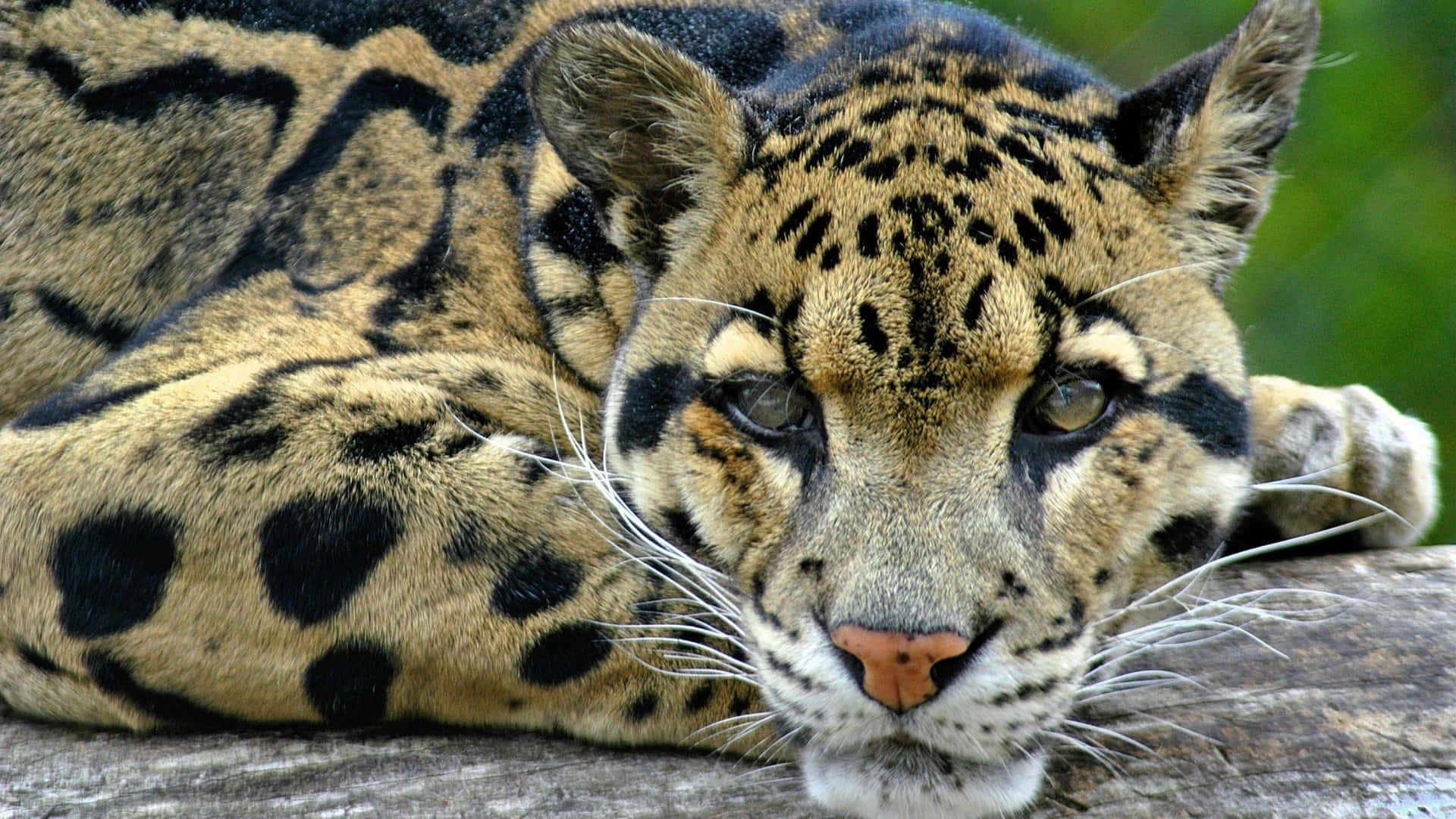 Beautiful Wildlife 桌布 壁紙 — 雲豹將頭靠在木頭上休息的特寫，眼神銳利，毛皮帶有斑點。