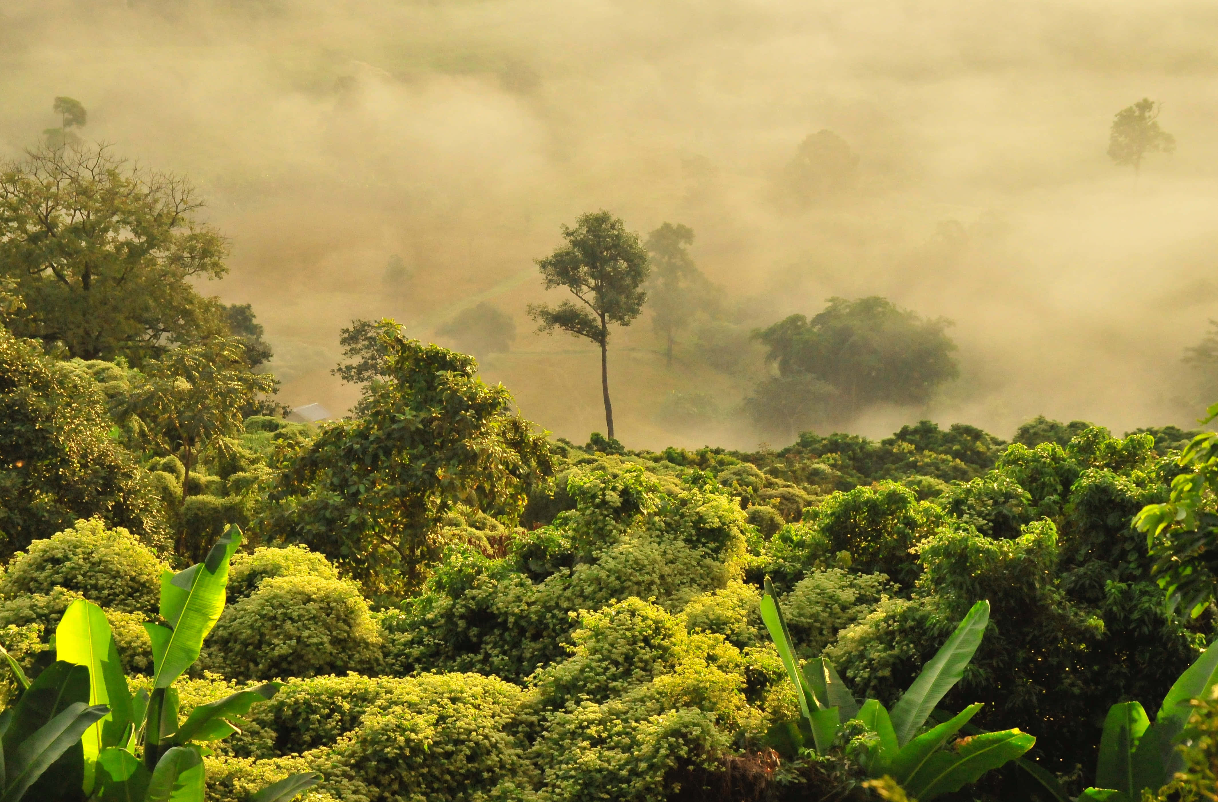 雲霧籠罩的叢林背景 壁紙 — 陽光穿過金色薄霧，灑在鬱鬱蔥蔥的綠色森林上，一棵孤樹在茂密的樹葉中高高聳立。