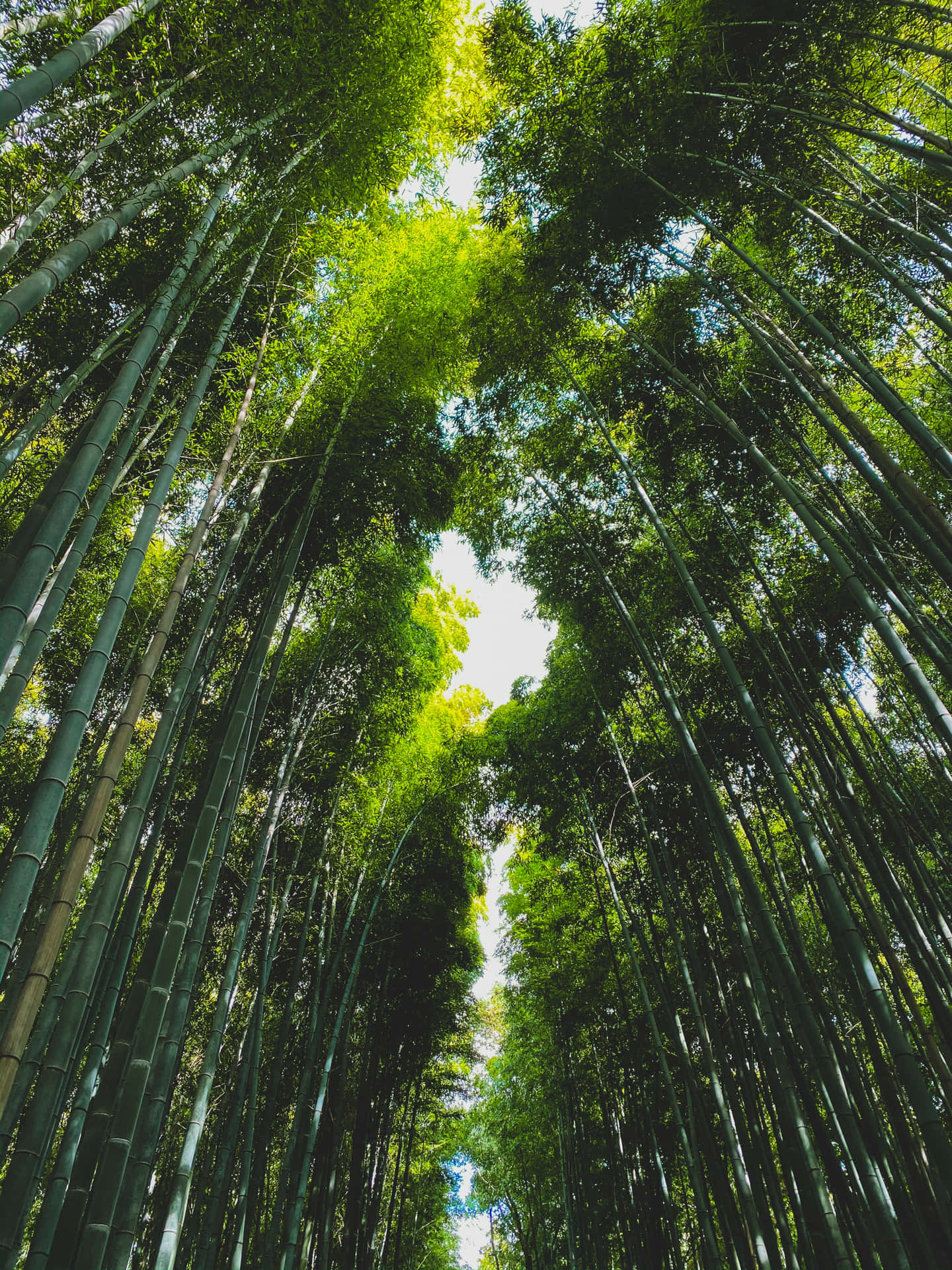 高聳的竹莖在斑駁的陽光下形成一座天然大教堂。