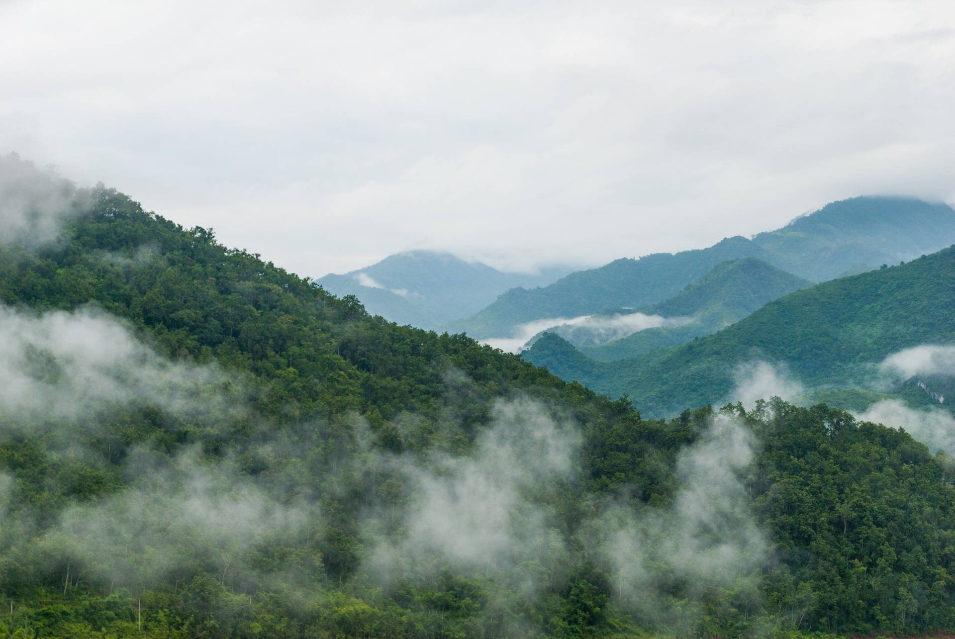 霧氣瀰漫的綠色山脈被森林覆蓋，霧氣在山谷間飄蕩。