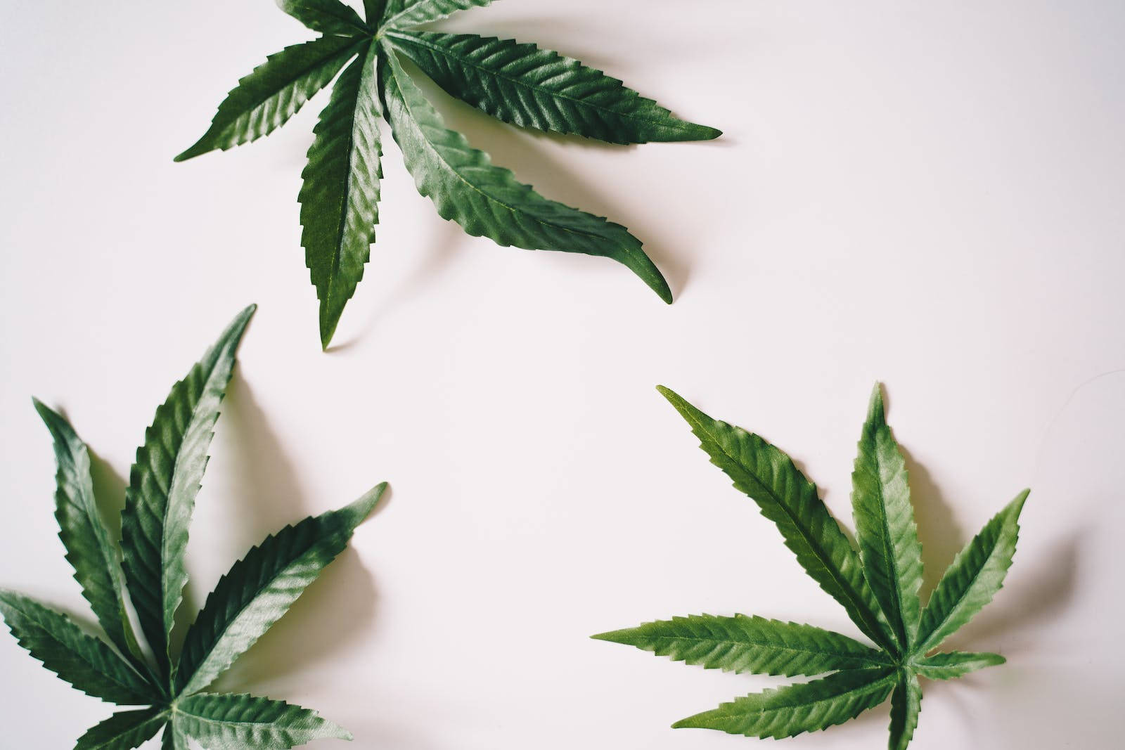 雷鬼大麻葉 壁紙 — 三片鮮綠色大麻葉排列在潔白表面上，帶有柔和陰影。
