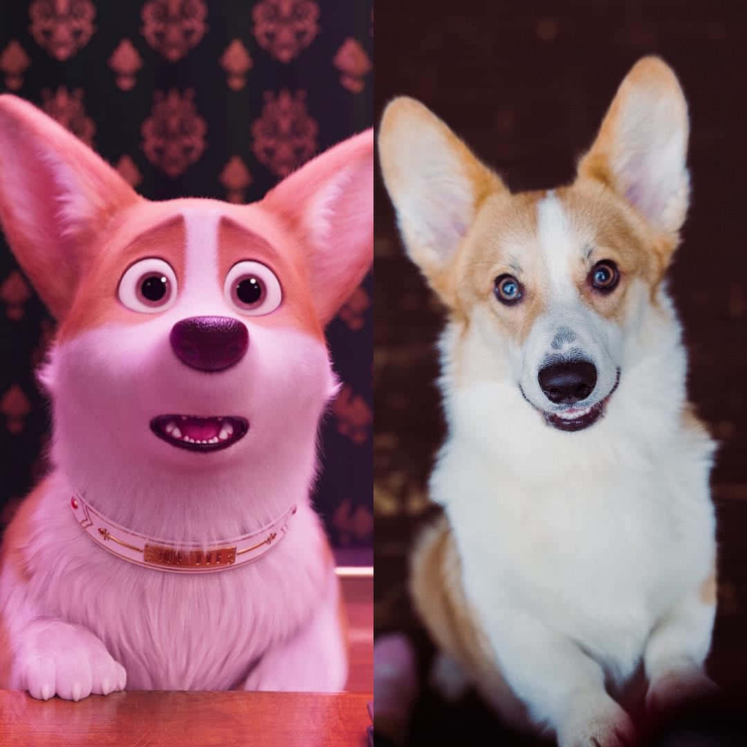 卡通柯基犬與真實柯基犬並排，眼睛富有表情。