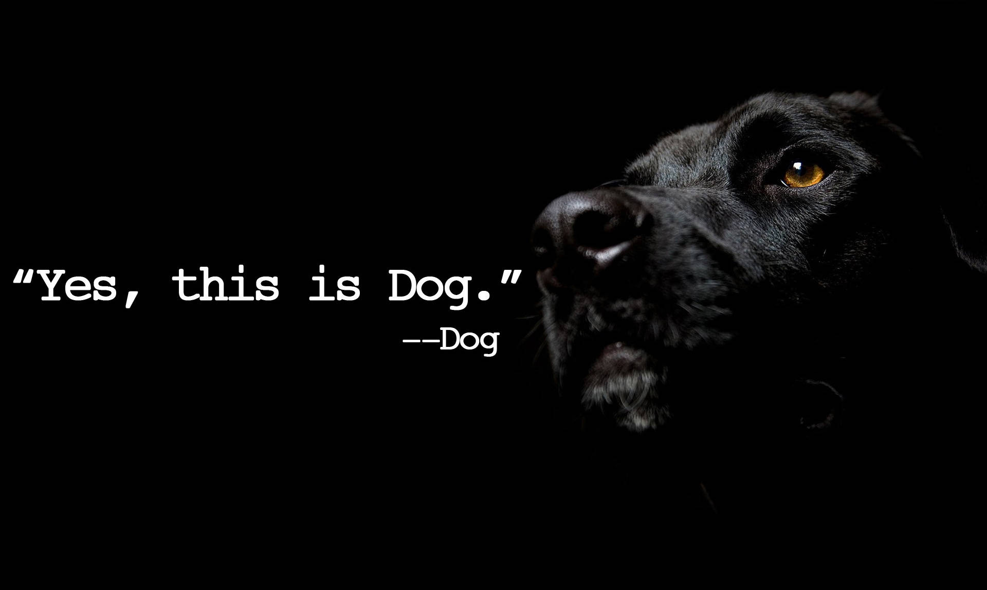 黑狗發光的眼睛和文字引用「Yes this is Dog。」