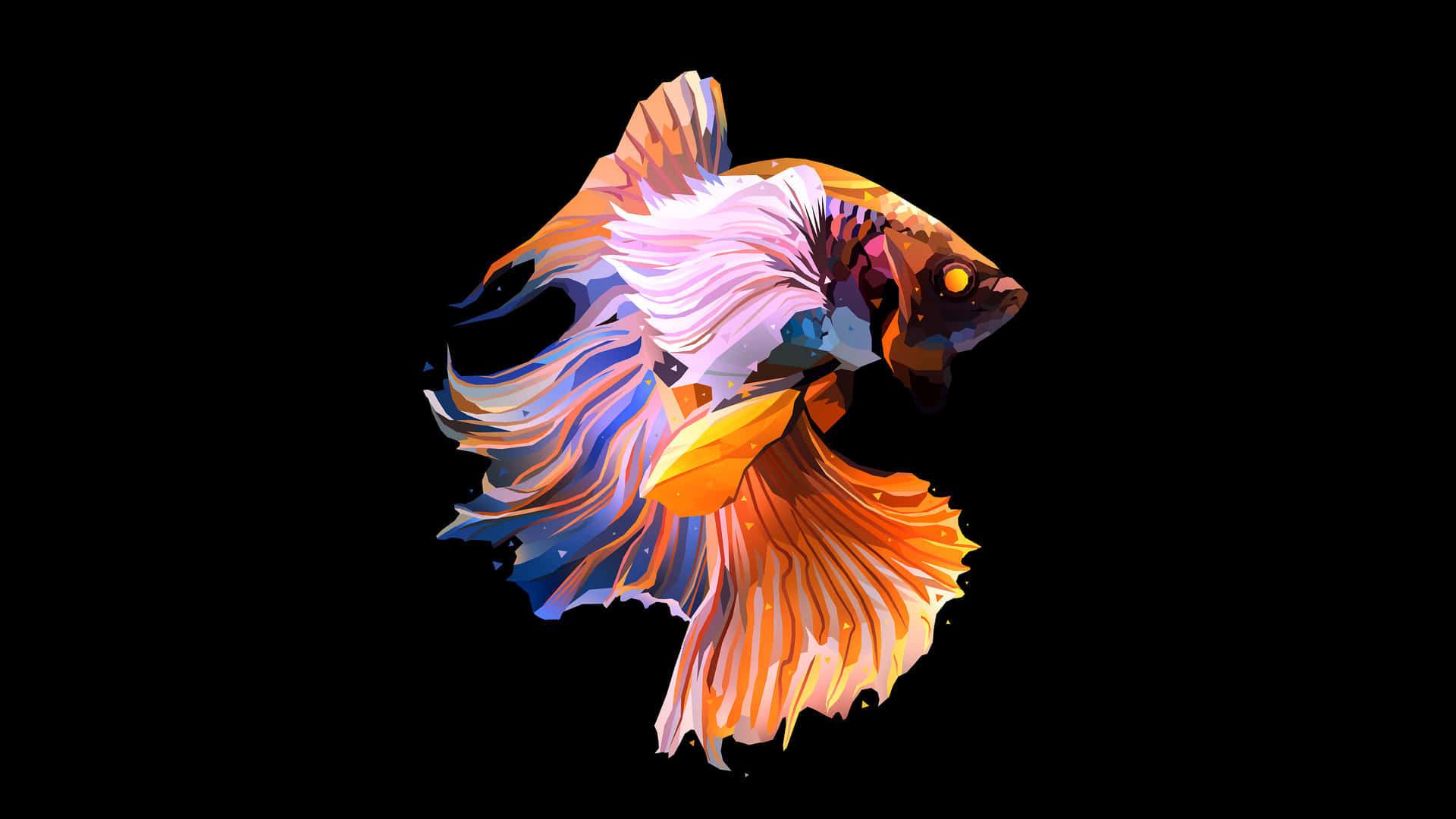 一條色彩繽紛的鬥魚，在黑色背景上展現流動的魚鰭。