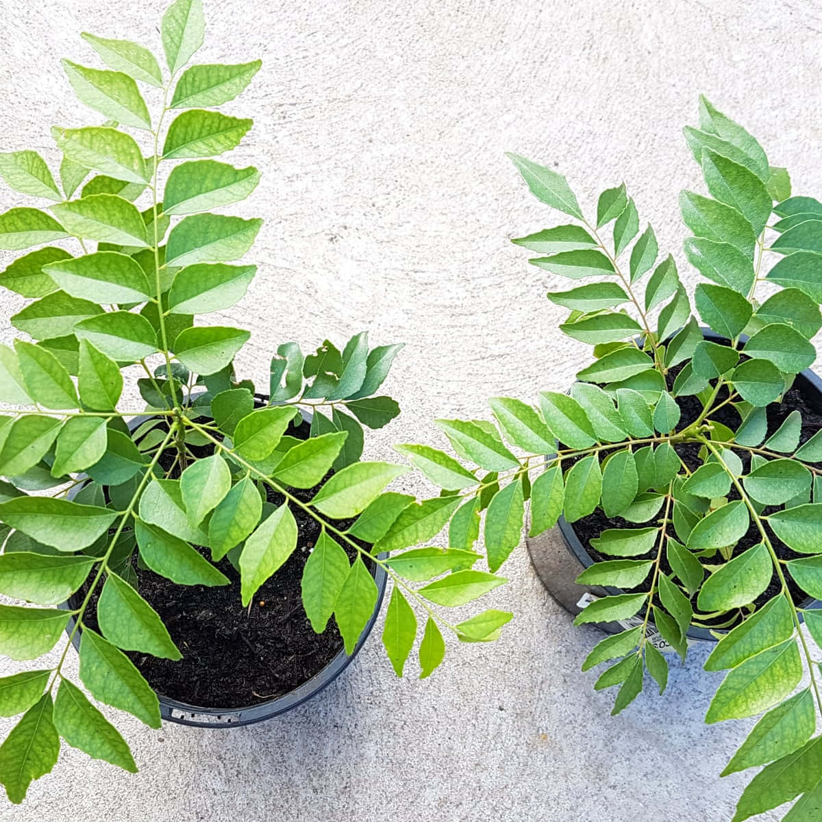 震撼的綠葉特寫 壁紙 — 兩盆盆栽咖喱葉植物，帶有鮮綠色複葉，放在淺灰色混凝土表面上。