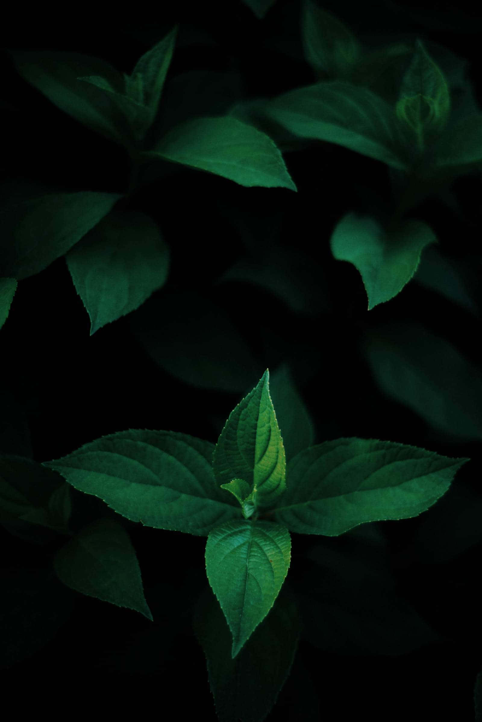 震撼高清OLED背景影像 壁紙 — 充滿活力的翡翠綠葉在深黑色背景下閃耀，營造出情緒化的特寫鏡頭。