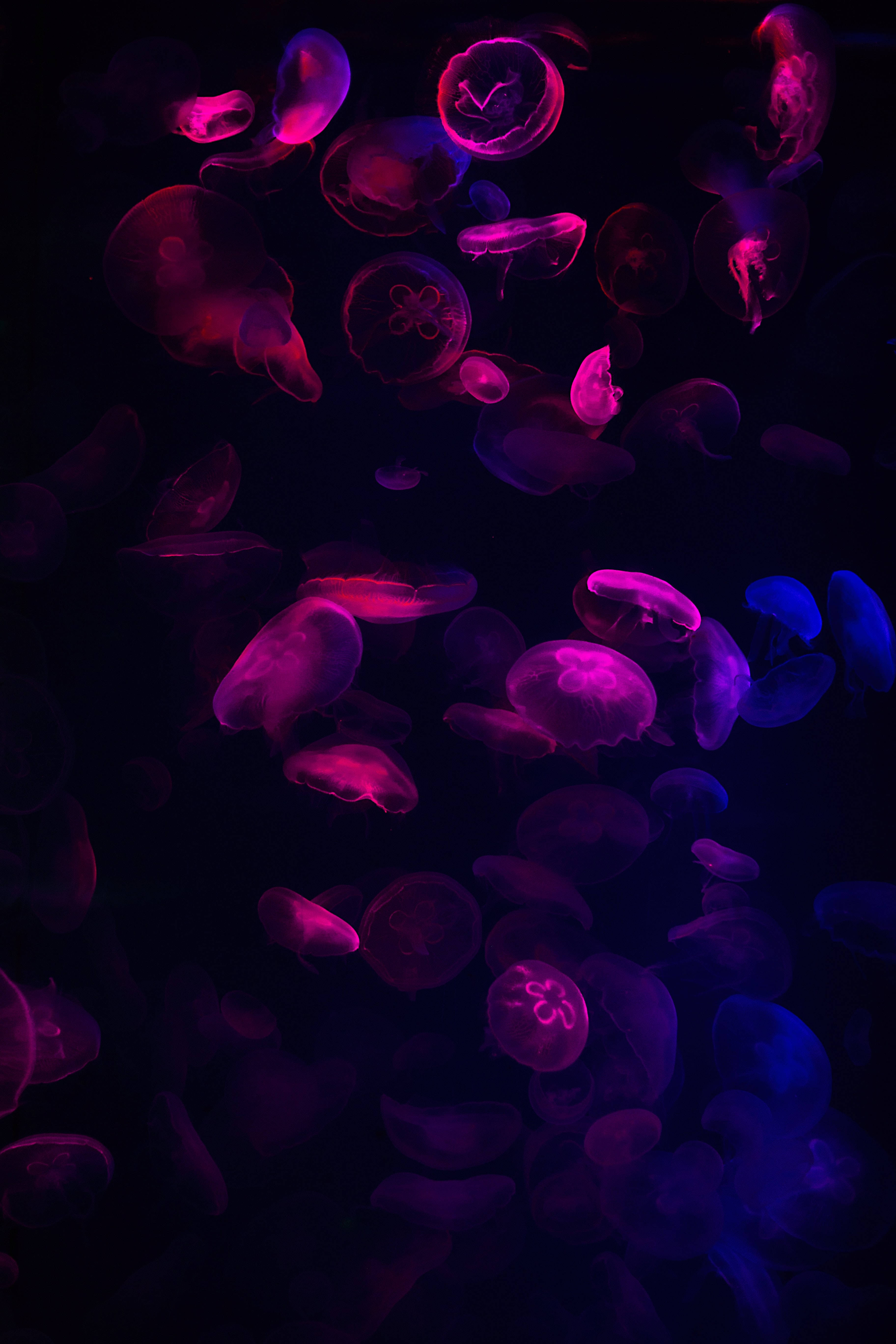 霓虹水母 iPhone 11 Pro Max 壁紙 — 發光的粉紅色和藍色水母在深邃黑暗的水中優雅地漂流，上演一場迷人的水下芭蕾。