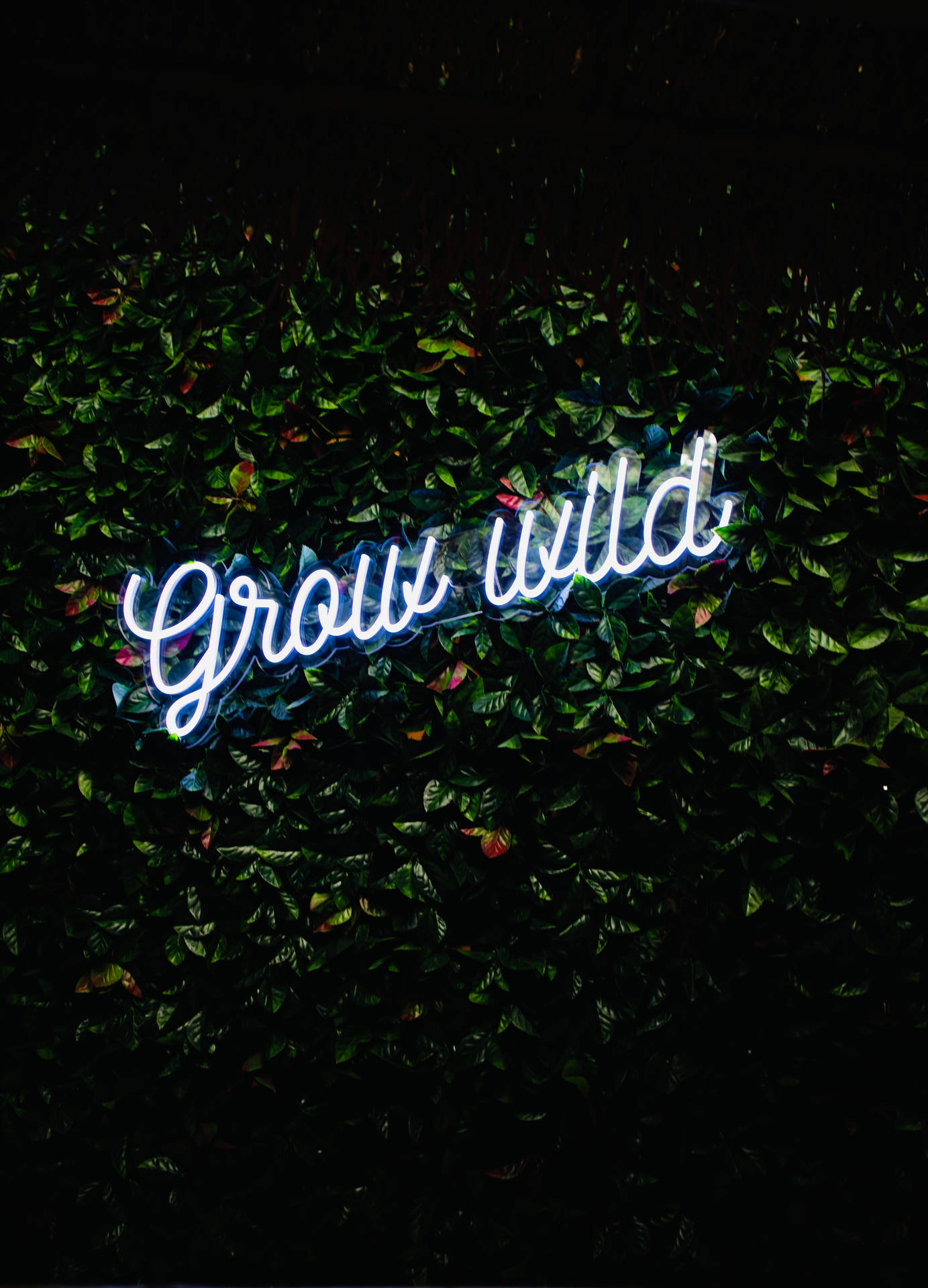 藍色霓虹燈牌，上面寫著 'Grow Wild'，在夜晚的葉牆上。