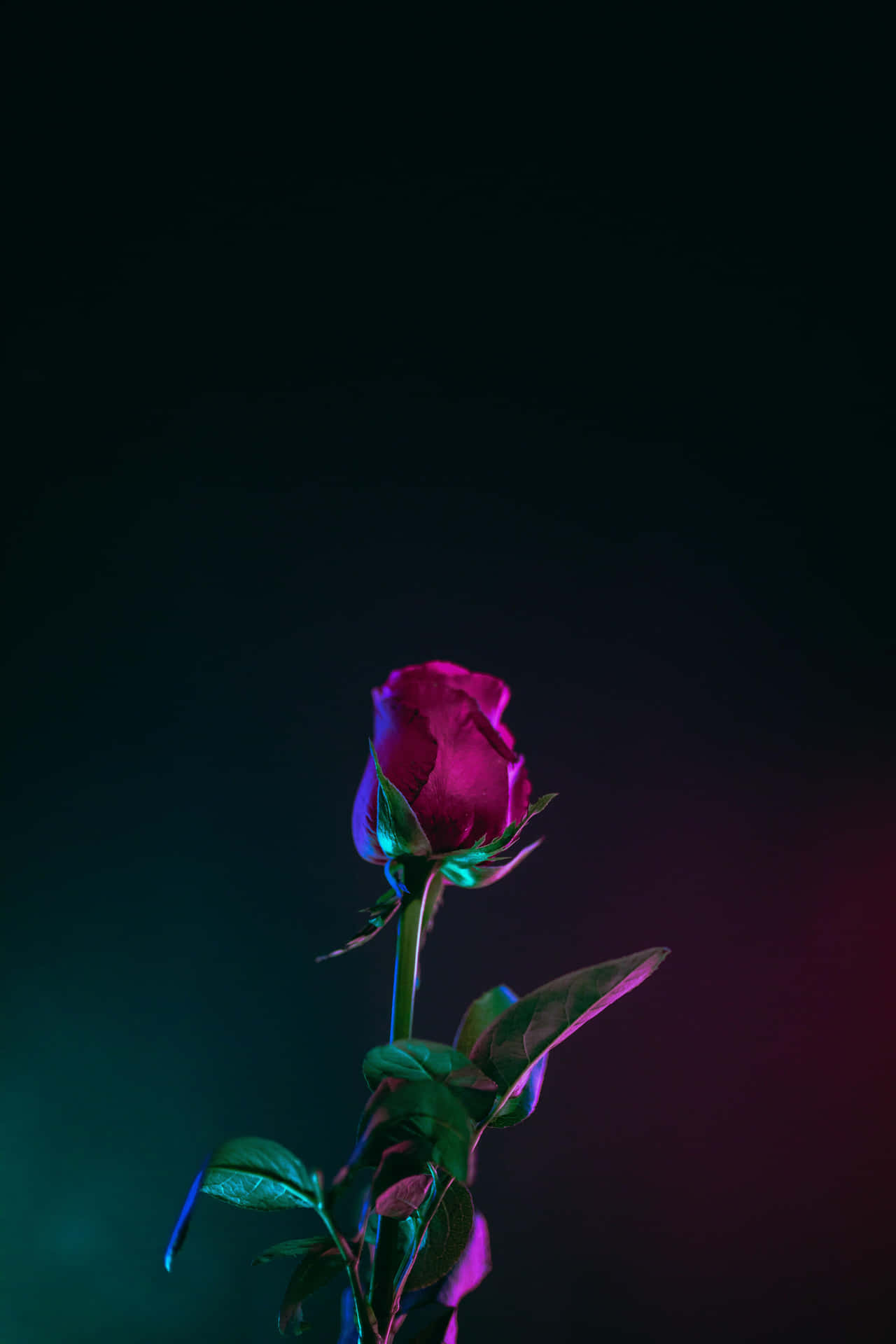 霓虹玫瑰夜景 壁紙 — 一朵洋紅色的玫瑰花蕾在霓虹燈下發光，背景為深色漸變。