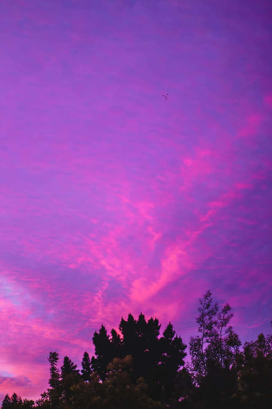 霓虹粉紅雲朵圖片 壁紙 — 鮮豔的紫色和粉紅色雲彩在暮色天空中掠過，下方是黑暗的樹梢剪影。