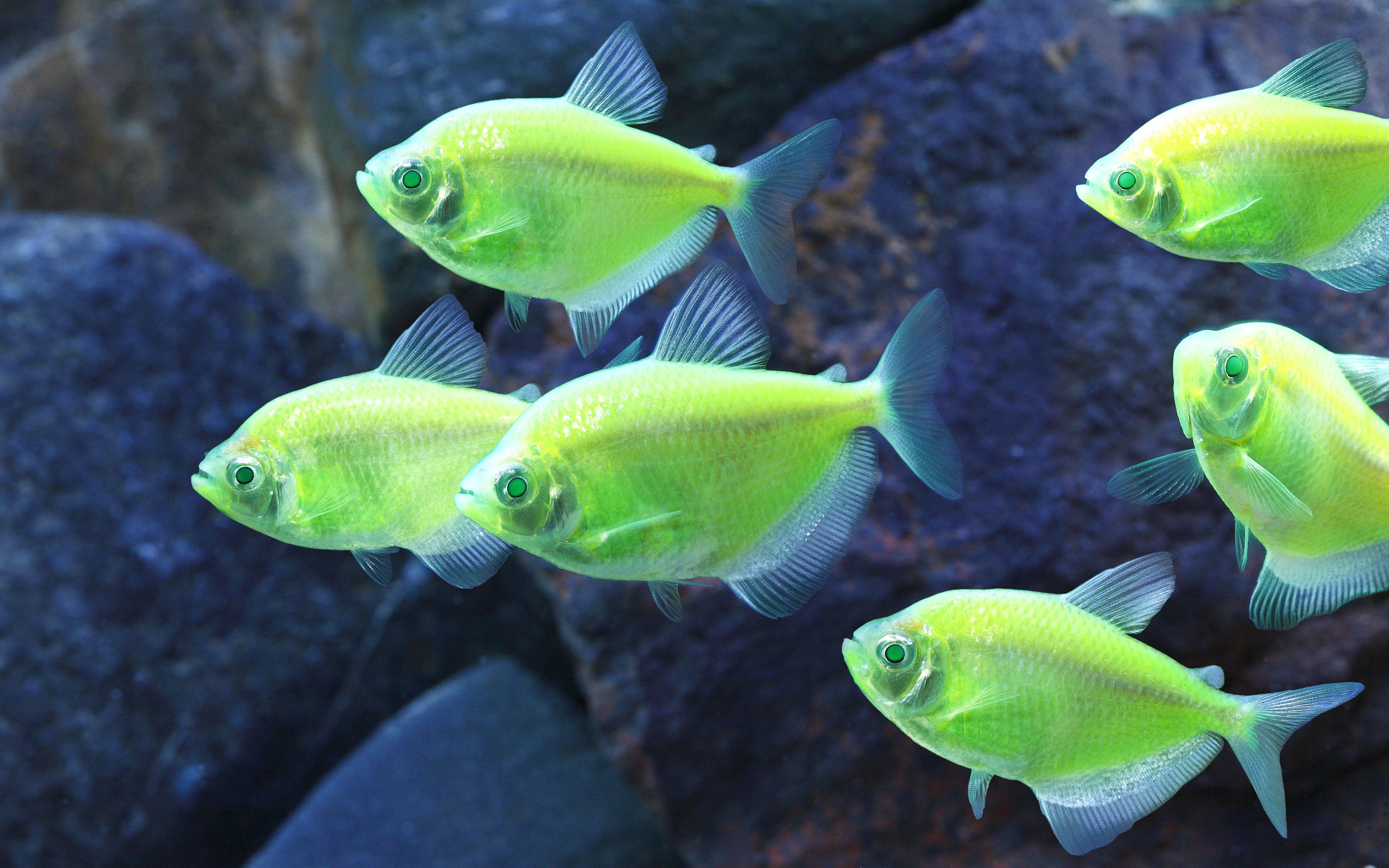 霓虹綠小魚 壁紙 — 一群充滿活力的螢光綠色魚在清澈的水中優雅地游過深藍色岩石之間。