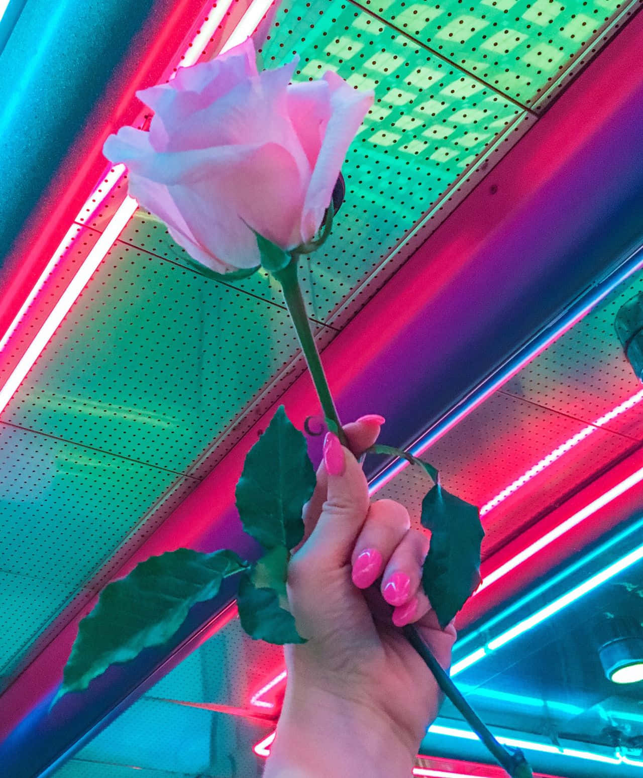 在彩色霓虹燈下，手拿著一朵粉紅色玫瑰。