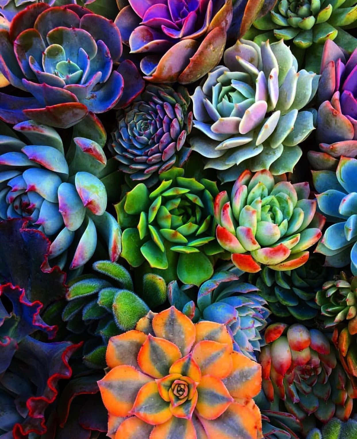 霓虹色多肉植物圖 壁紙 — 各種多肉植物的鮮豔特寫，展現出鮮明的藍色、紫色、綠色和橙色，形成複雜的蓮座狀圖案。