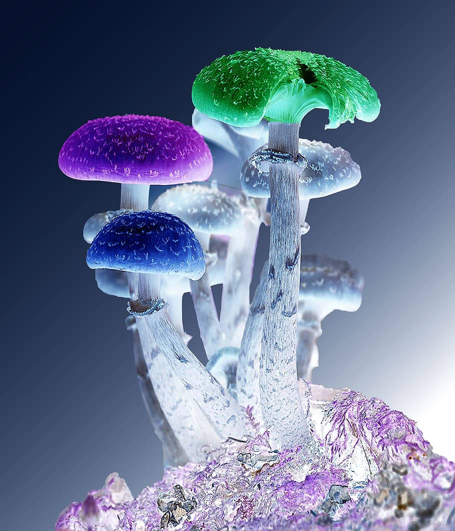 在水晶底座上發光的彩色蘑菇，採用攝影棚燈光