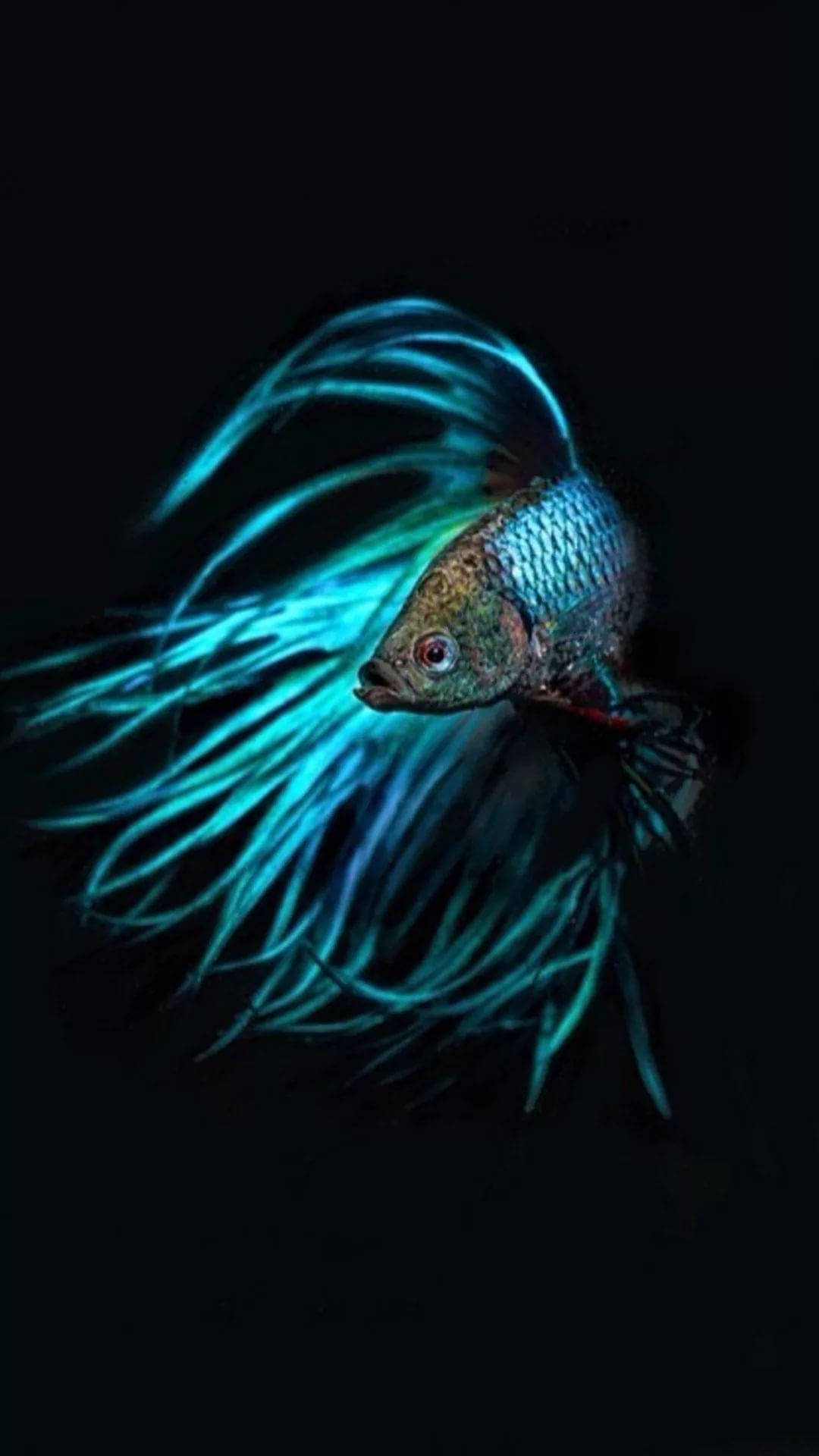 霓虹藍暹羅鬥魚 iPhone 壁紙 — 一條帶有發光綠松石色魚鰭的鬥魚在純黑色背景中游動，其鱗片閃爍著彩虹色調。