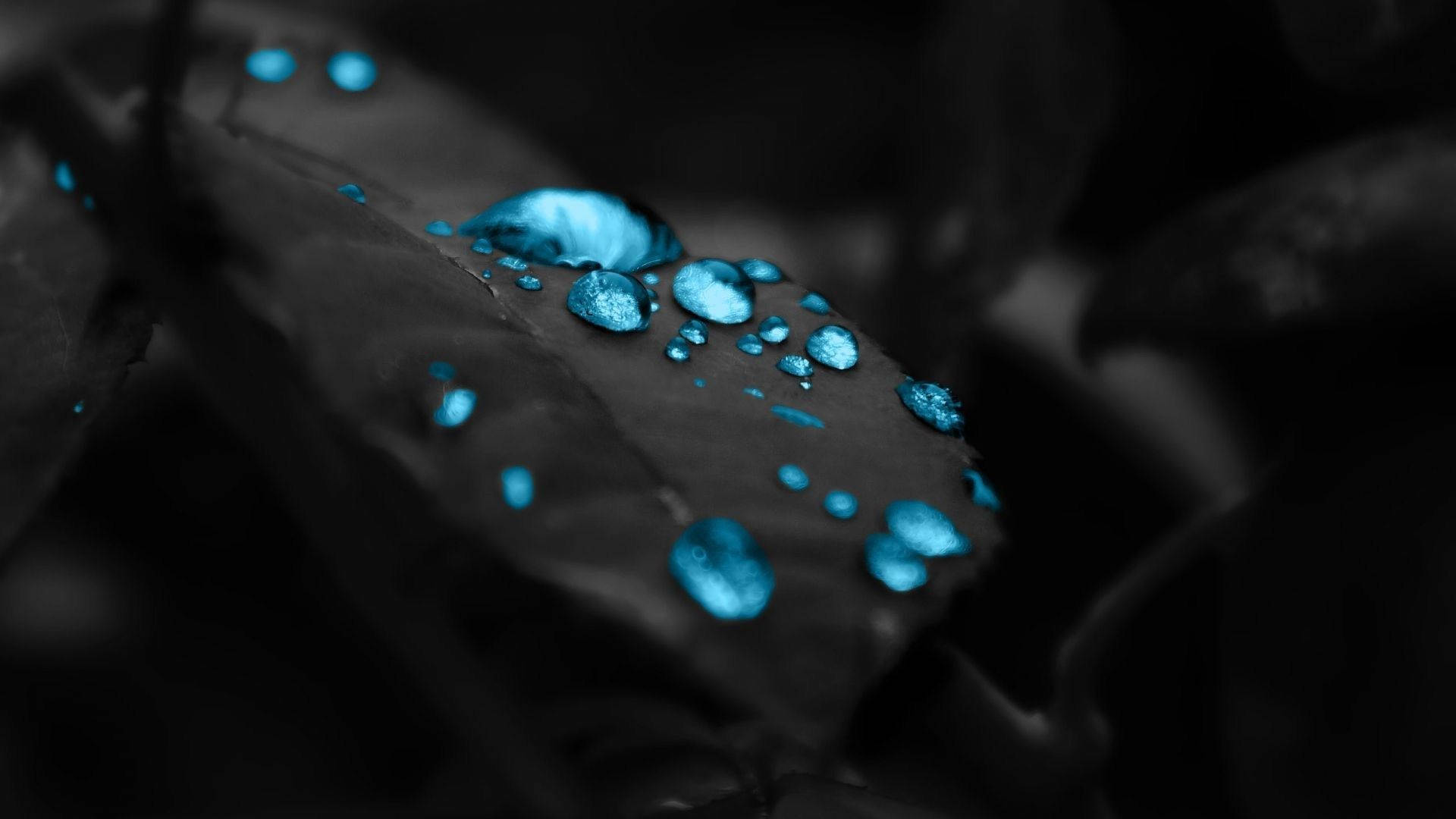 霓虹藍色葉面水珠 壁紙 — 閃爍的藍色水滴停留在深色葉片上，形成高對比度的單色場景。