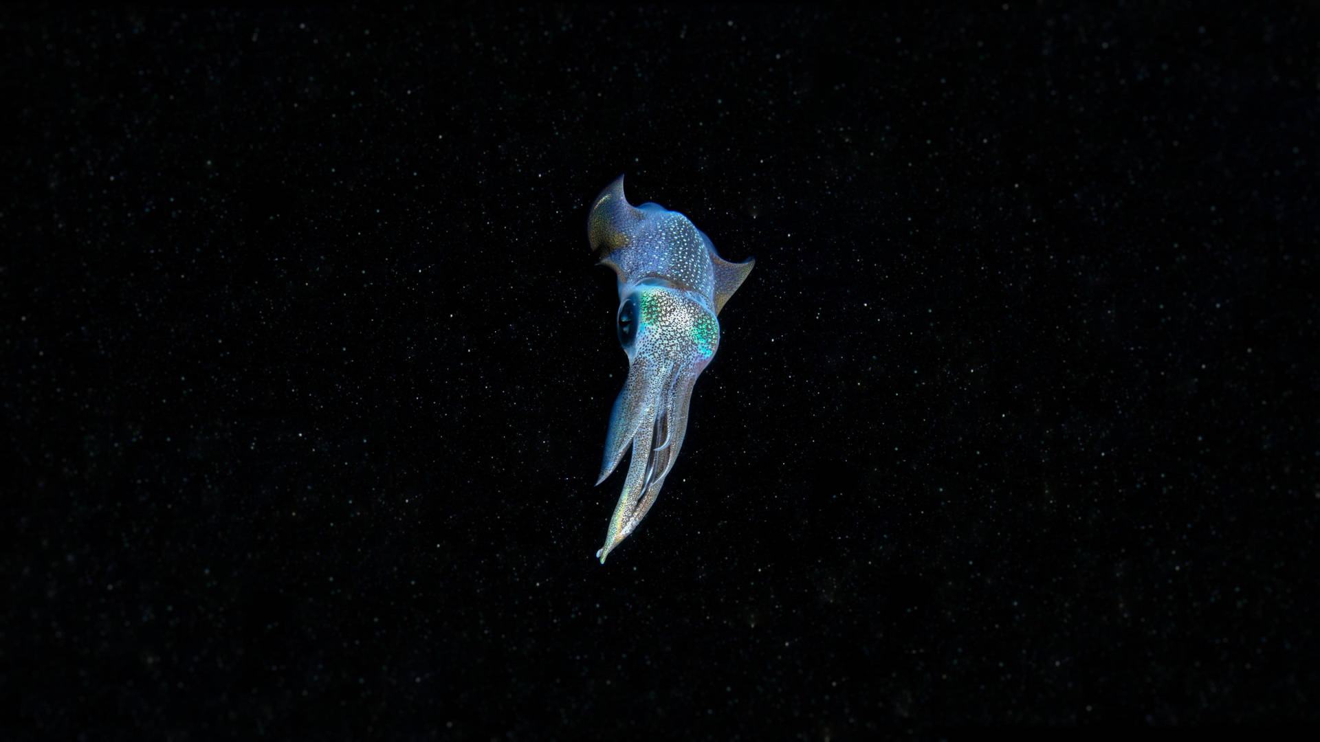 一隻發光的藍色魷魚在黑暗的海洋中游泳，周圍有星星。