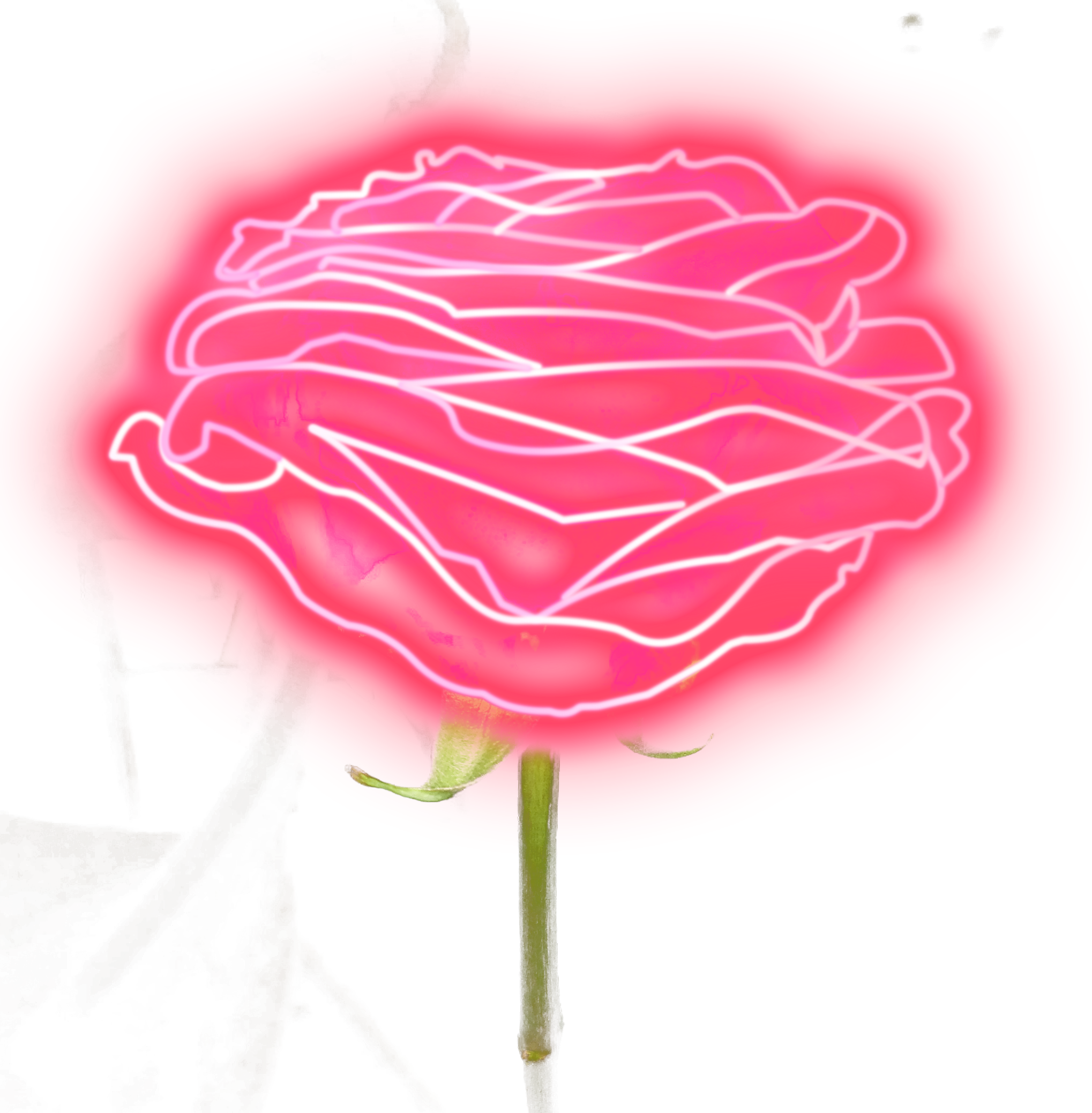 霓虹輪廓粉紅玫瑰 壁紙