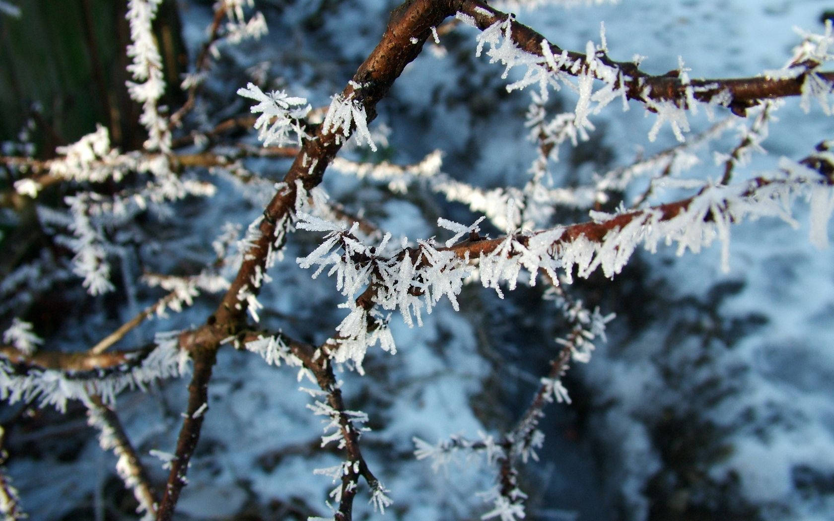 雪白冬日場景中結霜的樹枝。