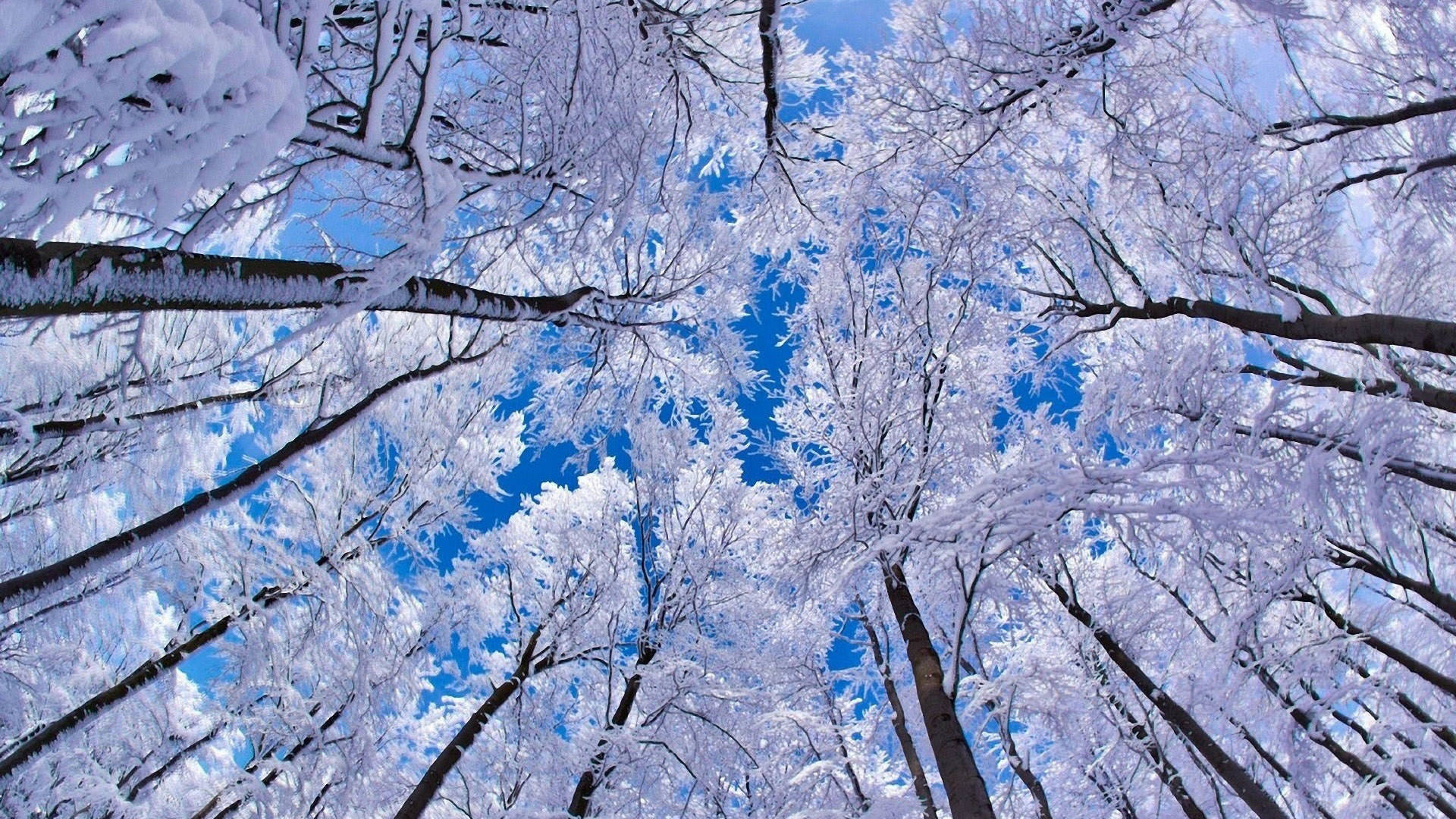 霜樹冬日桌面壁紙 壁紙 — 積雪的樹枝在清新的冬季森林中向上拱起，映襯著充滿活力的藍天。