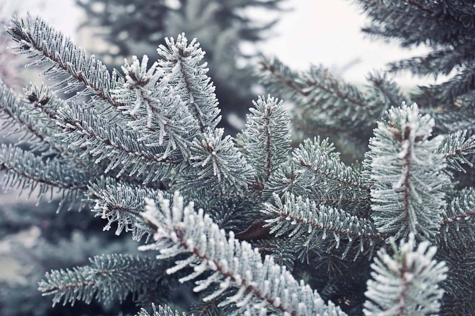 Winter Christmas 桌布 壁紙 — 霜覆蓋的松樹枝特寫，在柔和冬日陽光下閃爍，背景為模糊的常綠樹。