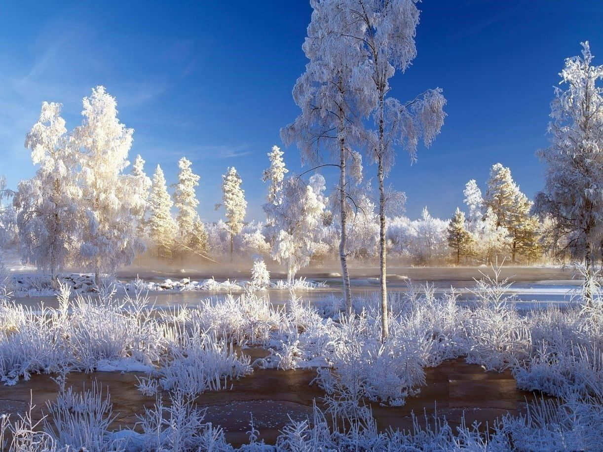 Snowstorm 桌布 壁紙 — 霜覆蓋的樹木和草地，在晴朗的藍天下，於寧靜的冬日景色中閃爍。