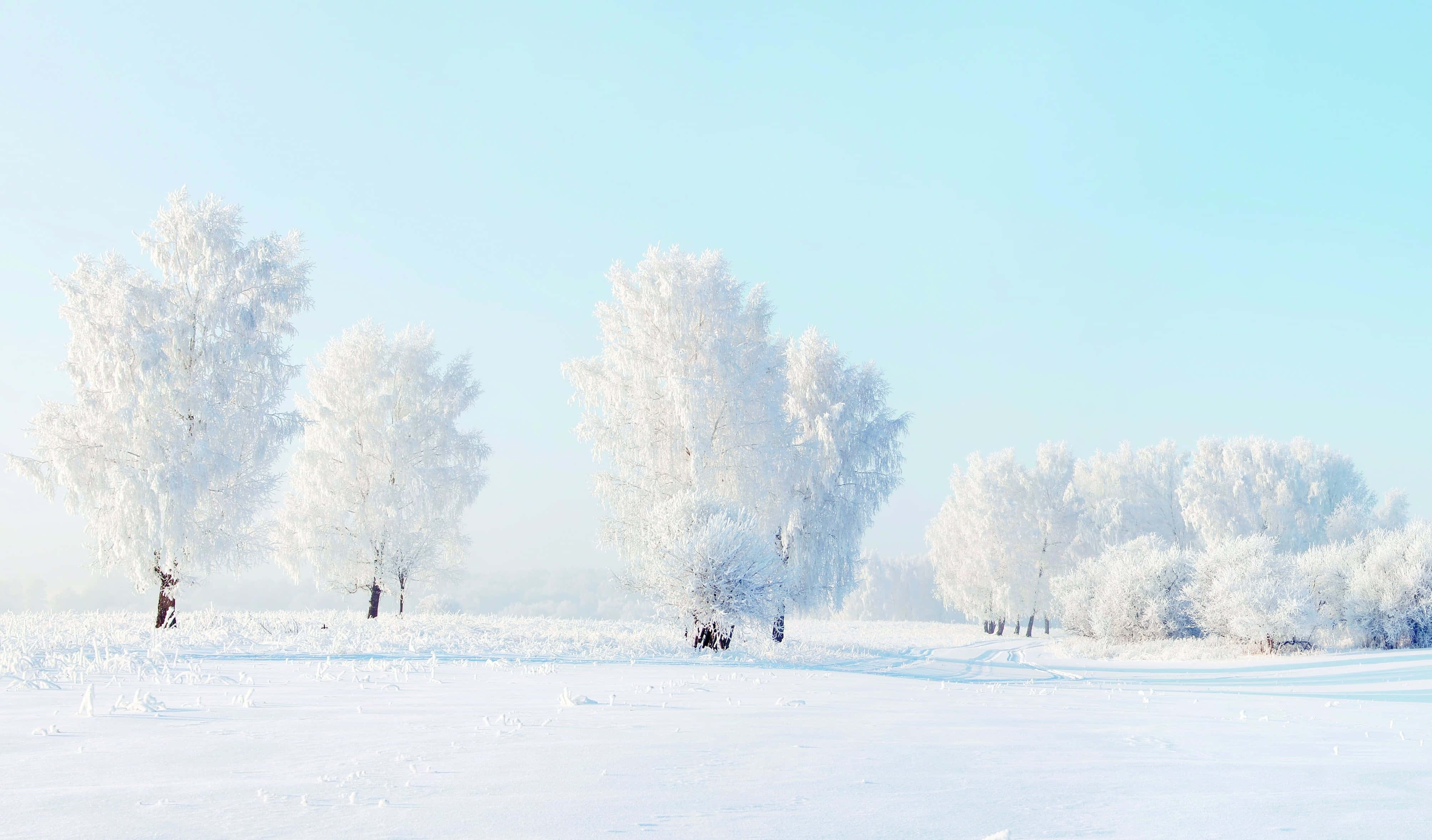 Snowy Landscape 桌布 壁紙 — 霜覆蓋的樹木在廣闊的雪地上寧靜地矗立，天空是清澈的淡藍色冬日天空。