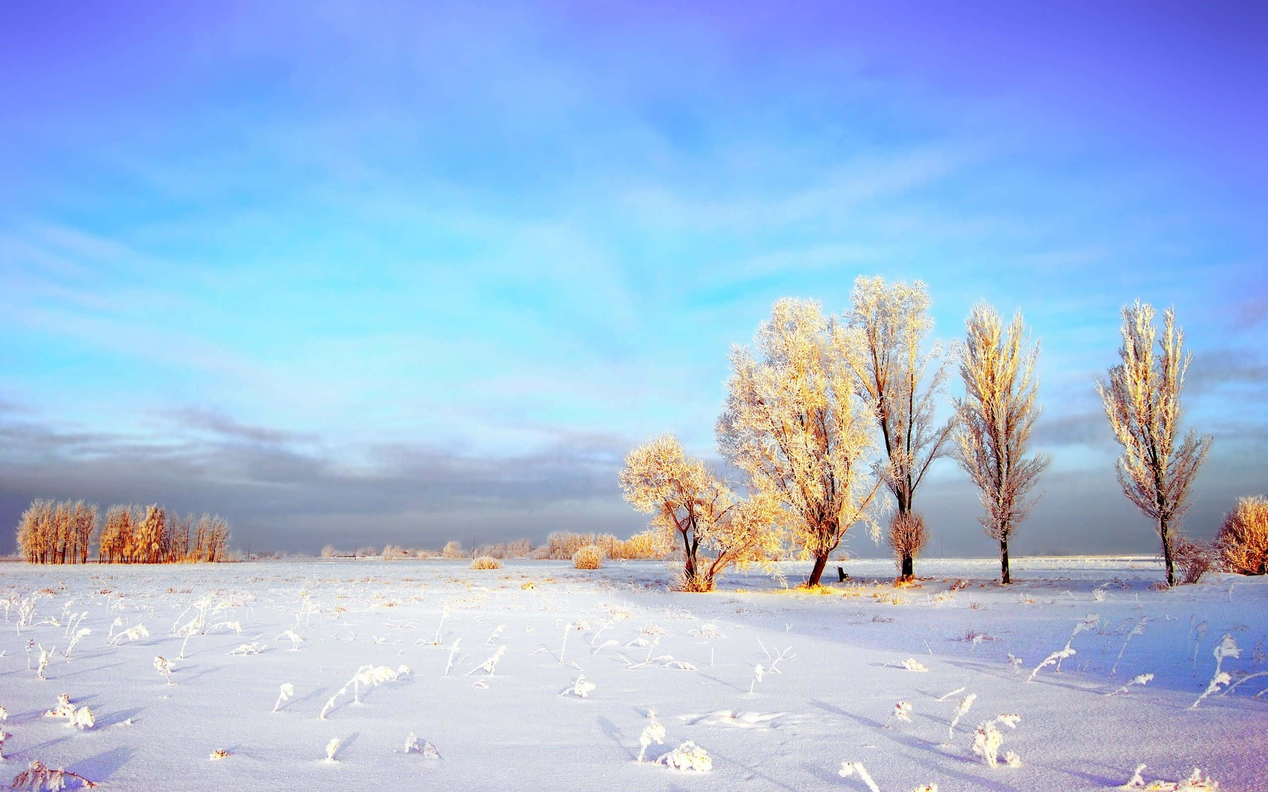 Snowy Landscape 桌布 壁紙 — 霜覆蓋的樹木在廣闊的雪地上高聳，天空湛藍，雲朵柔和。