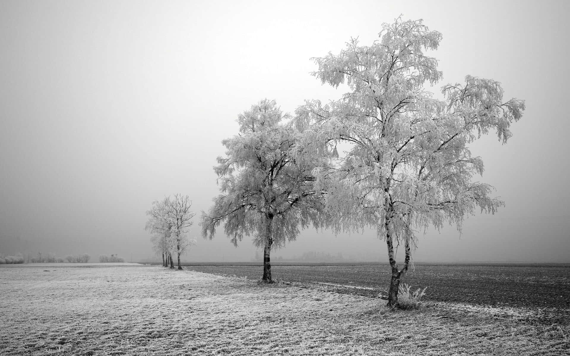 Winter Trees 桌布 壁紙 — 霜覆蓋的樹木在朦朧的灰色天空下，莊嚴地矗立在單色的冬季田野中。