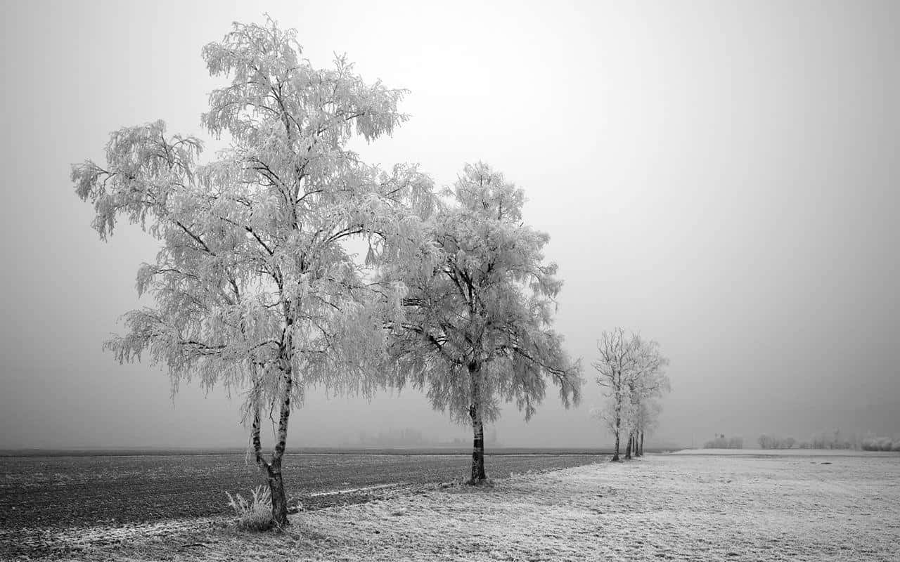 Black And White Nature 桌布 壁紙 — 霜覆蓋的樹木在灰濛濛的天空下，莊嚴地矗立在霧氣瀰漫的冬日田野中。