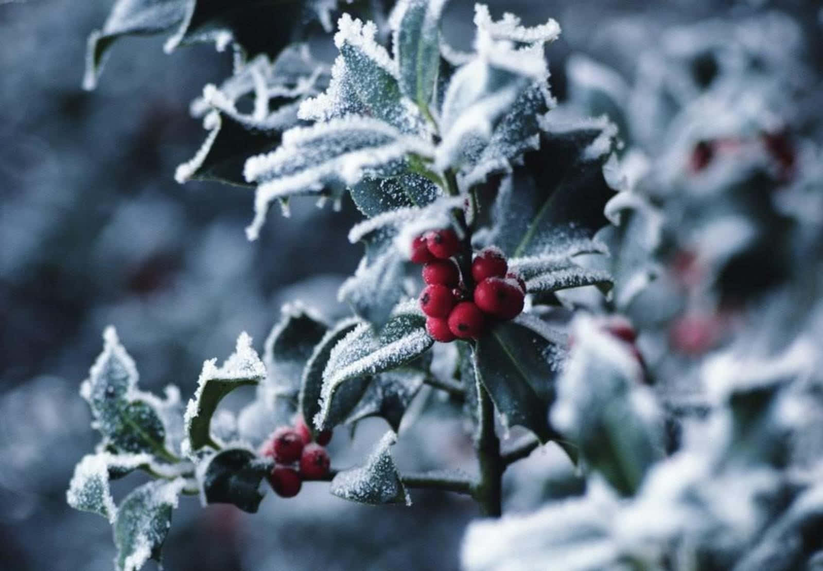Winter Berries 桌布 壁紙 — 霜輕輕覆蓋在鮮紅色的冬青漿果和深綠色的葉子上，背景是柔和的藍色冬日。