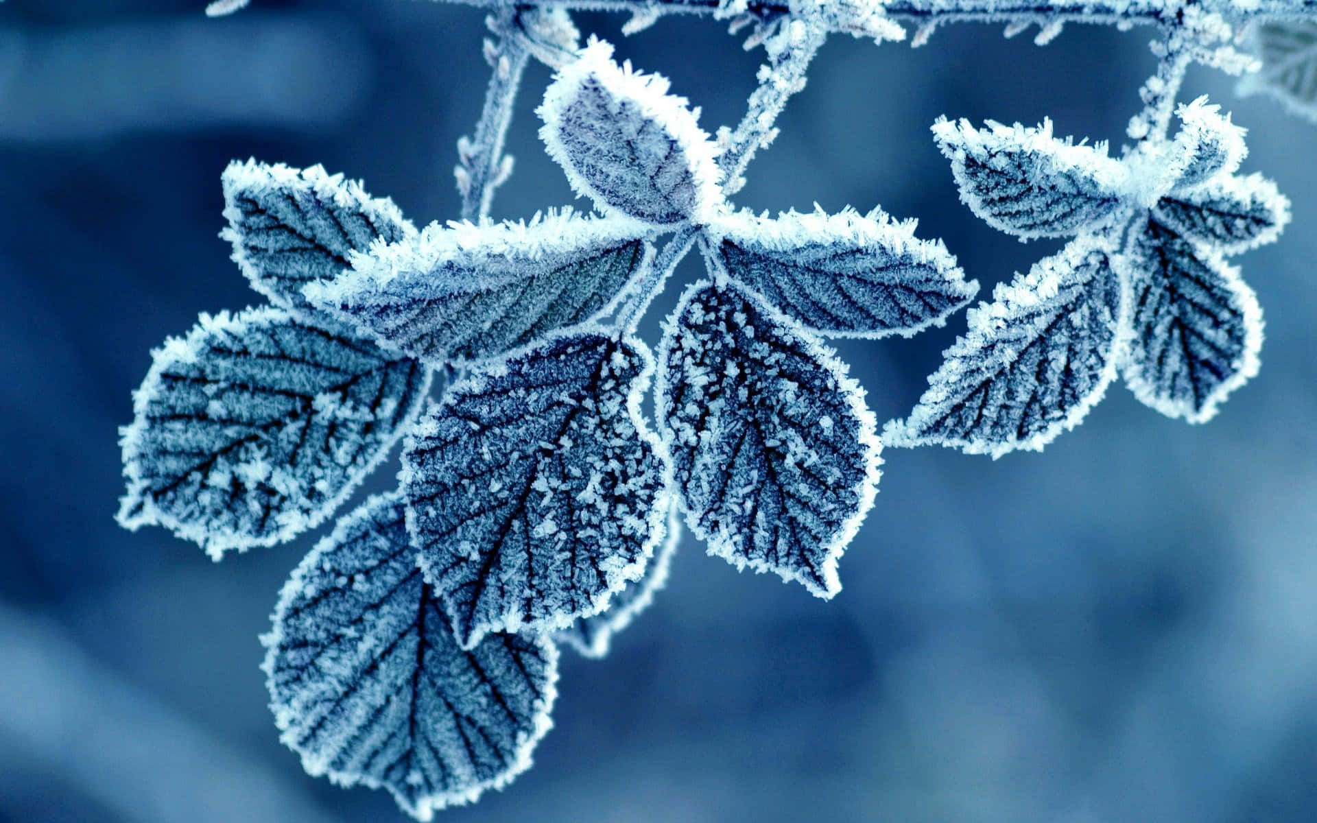 Winter Blues 桌布 壁紙 — 霜輕輕覆蓋深藍色葉子的葉脈和邊緣，背景是模糊的冰面。