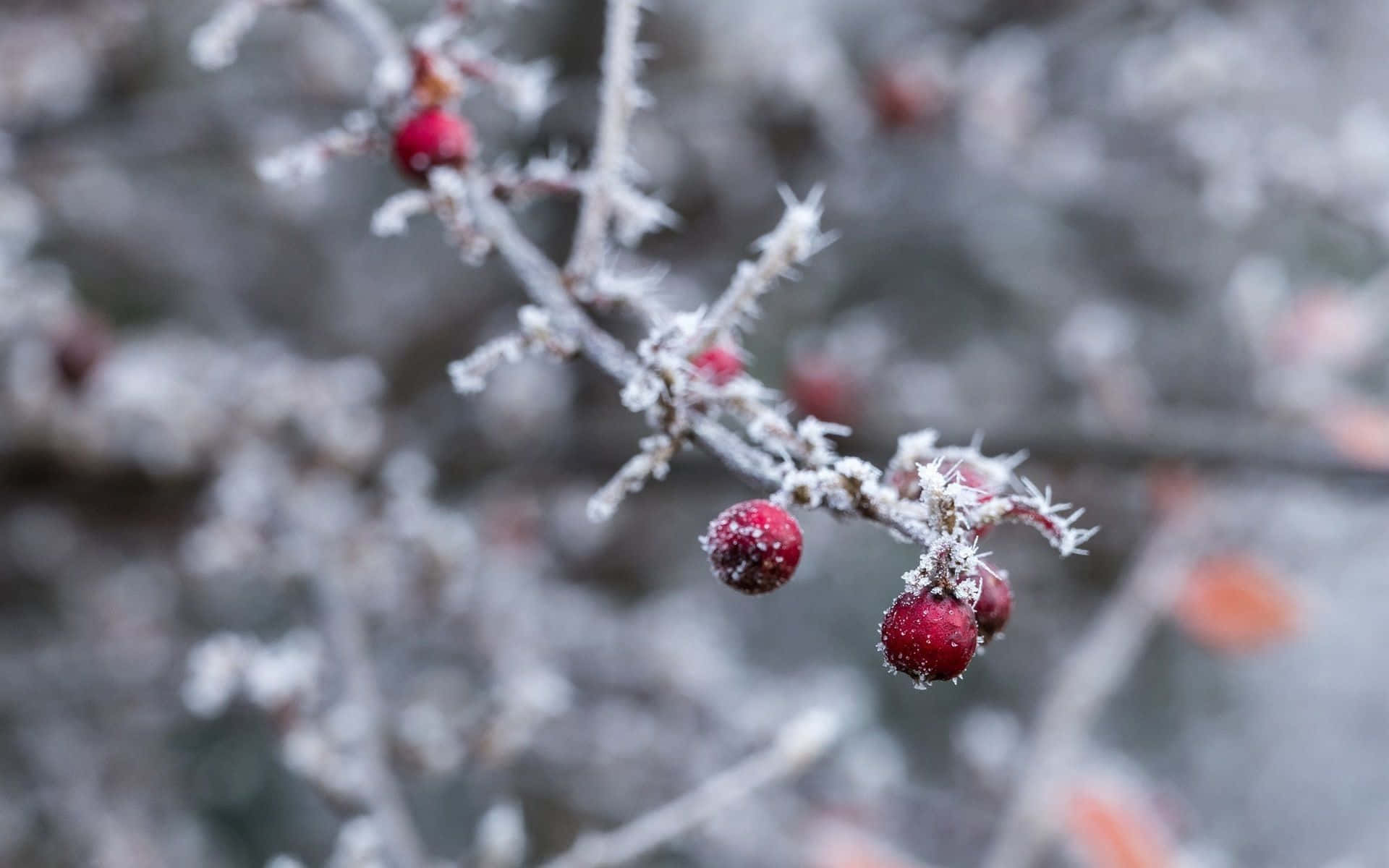 Winter Berries 桌布 壁紙 — 霜輕輕覆蓋著依附在冬日光禿樹枝上的鮮紅色漿果，背景是柔和的灰色。
