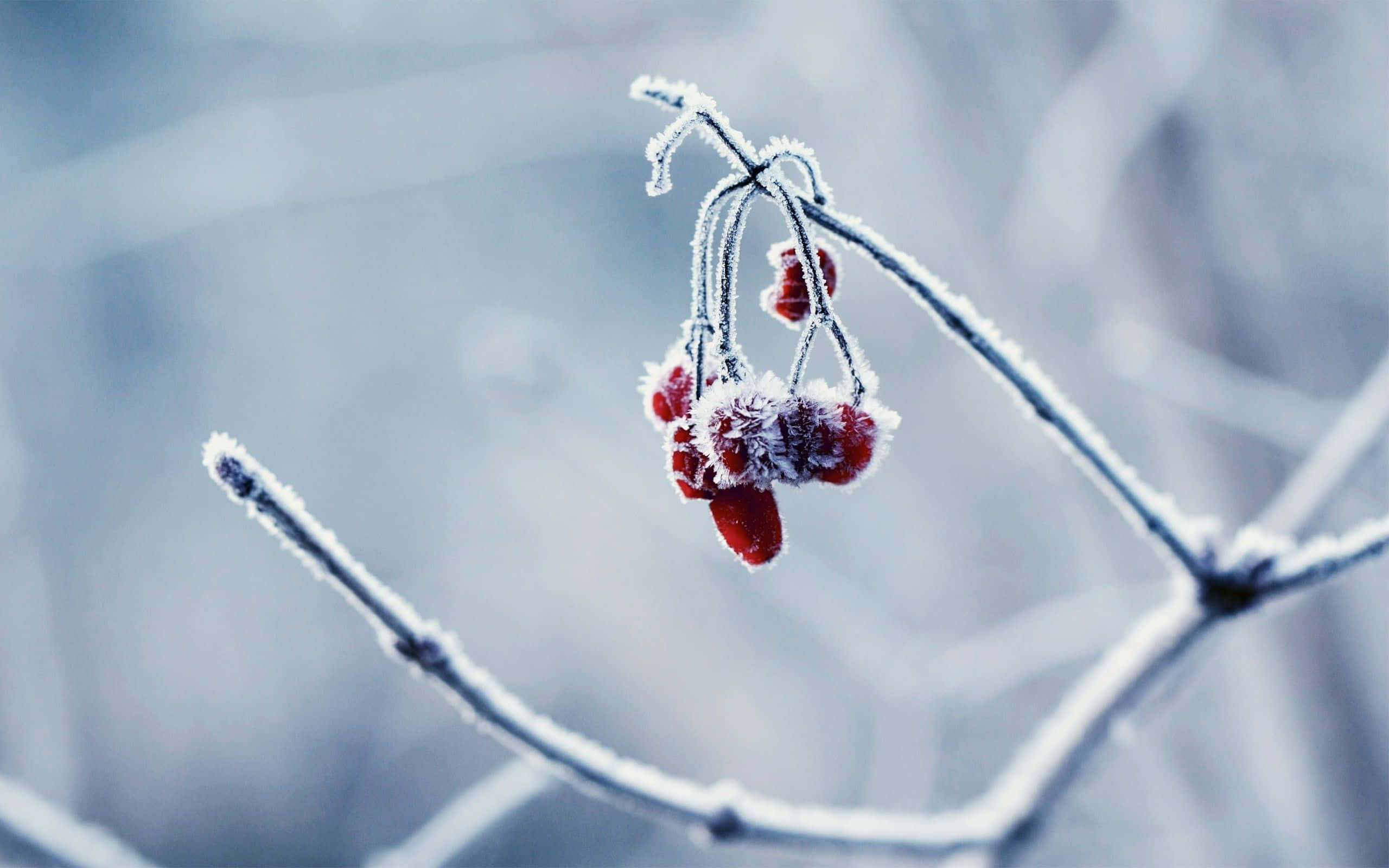 Winter Berries 桌布 壁紙 — 霜輕輕覆蓋著掛在光禿禿的冬季樹枝上的鮮紅色漿果，背景是柔和的藍色模糊。