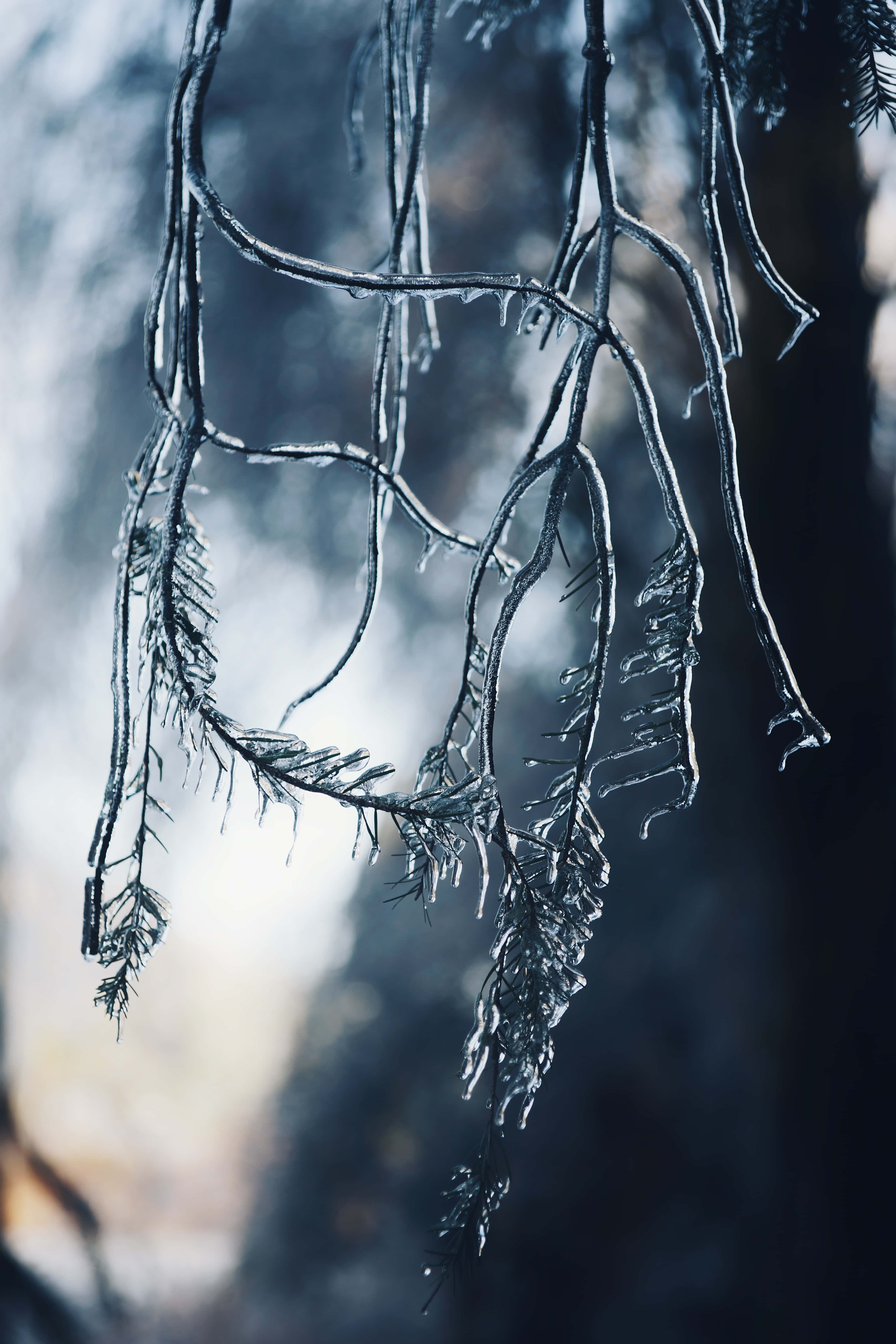 霜雪凝結的樹枝 壁紙 — 冰冷的樹枝在柔和模糊的冬季森林背景下閃爍著霜花。